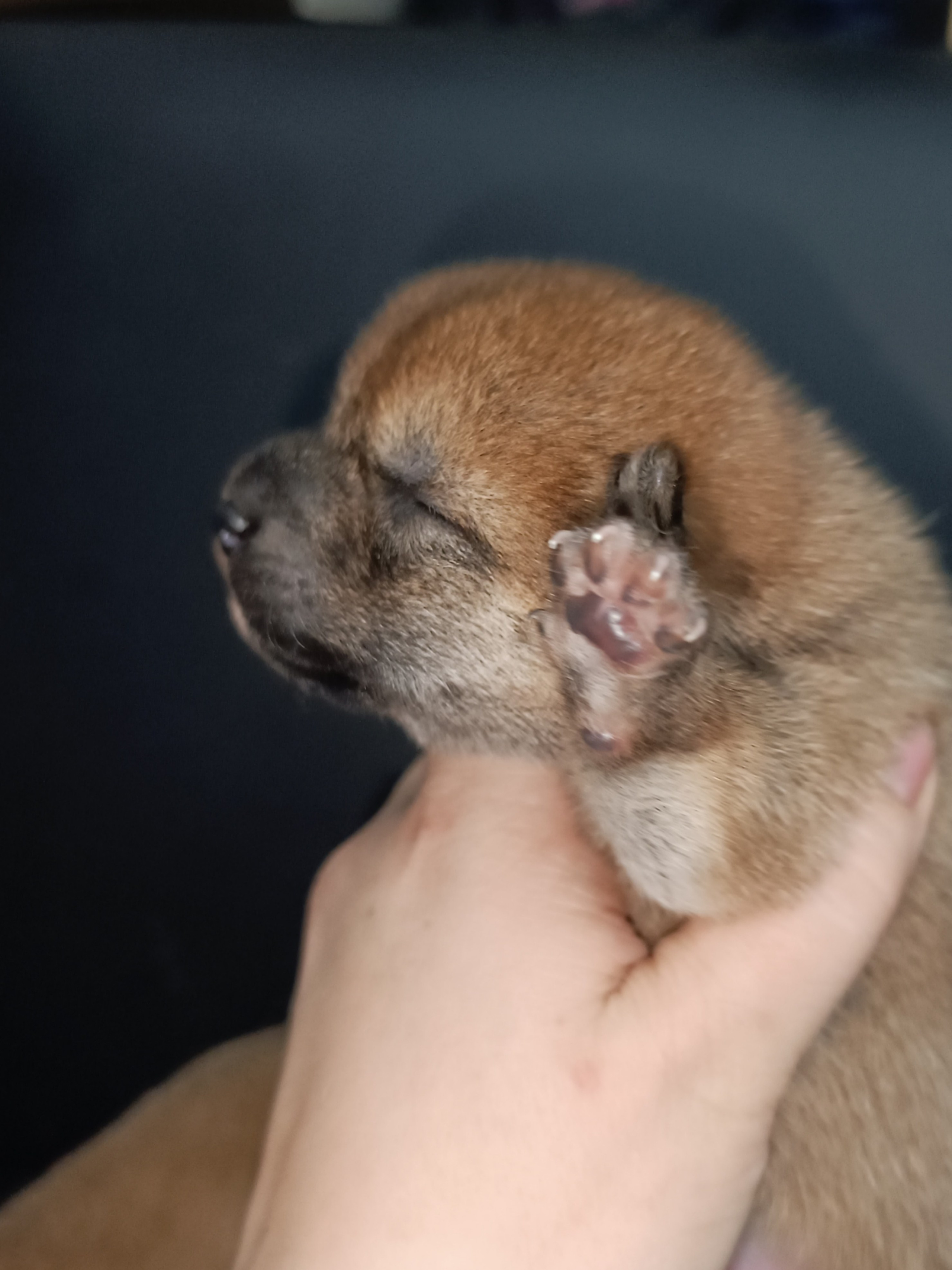 сиба питомник Рубилайт щенки на продажу rubylight  сиба щенки купить СПб Санкт-Петербург 