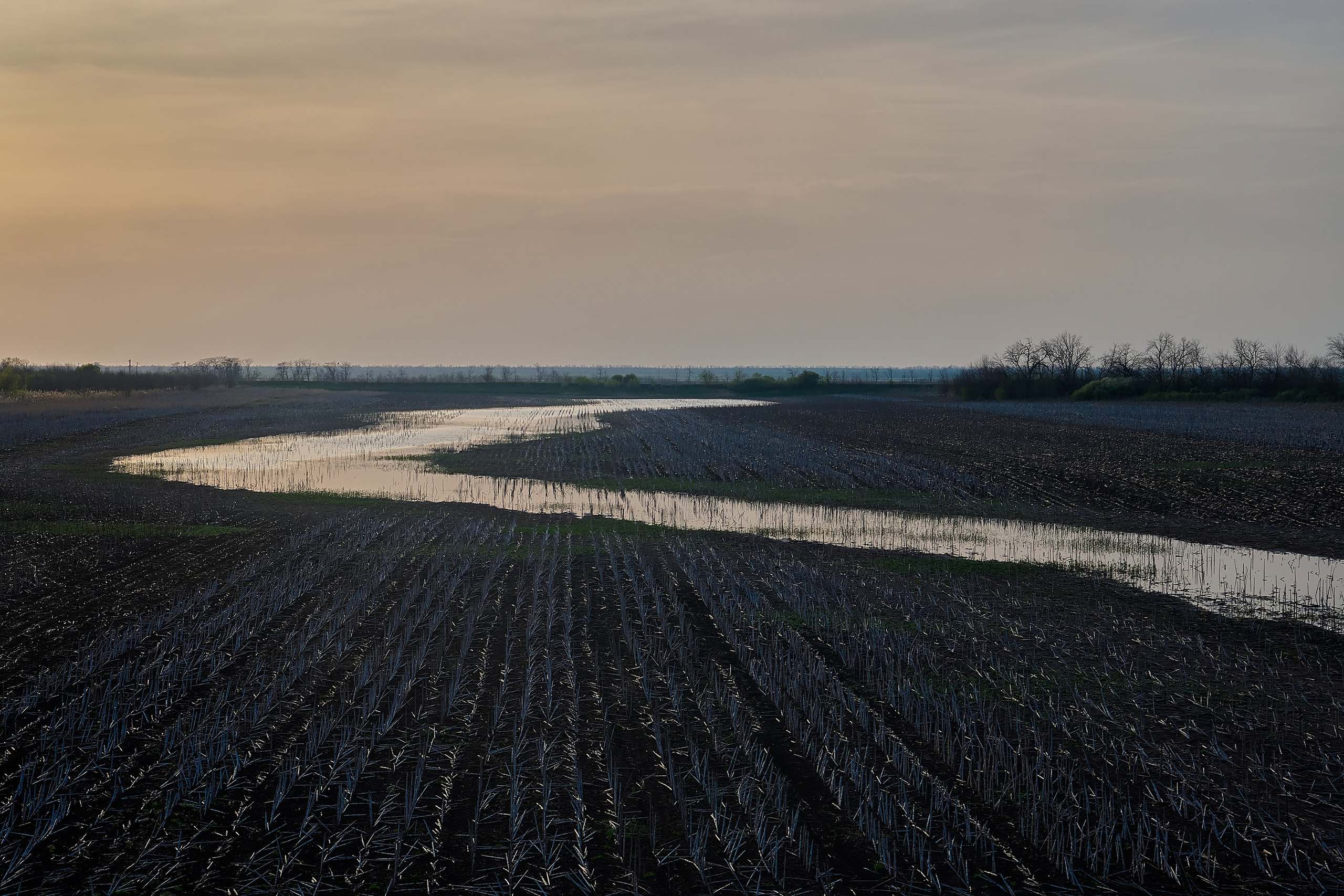 Река и поле прошлогодних подсолнухов