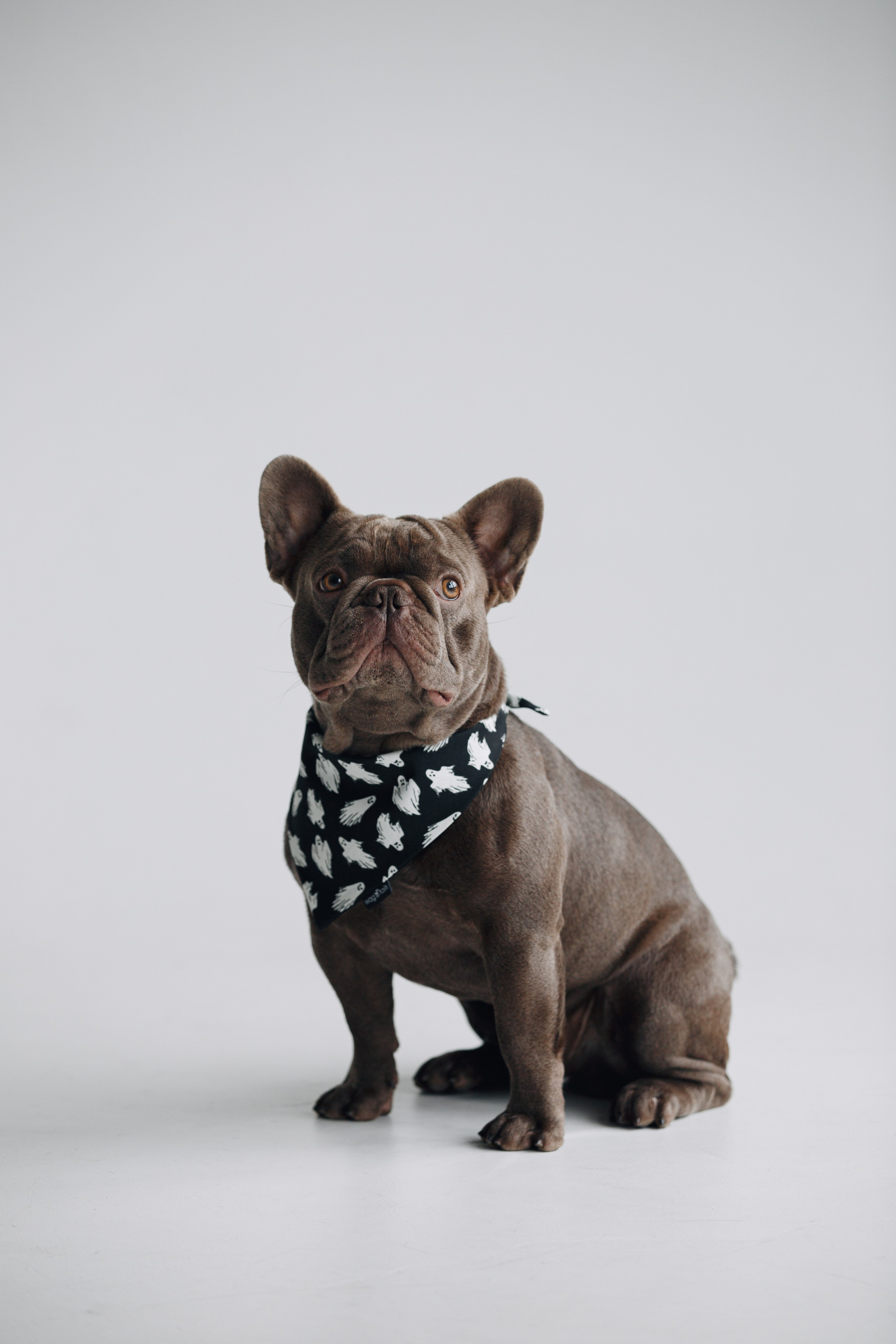 Wag'n'tails аксессуары для животных. Фотограф анималист Кристина Карпова, Москва