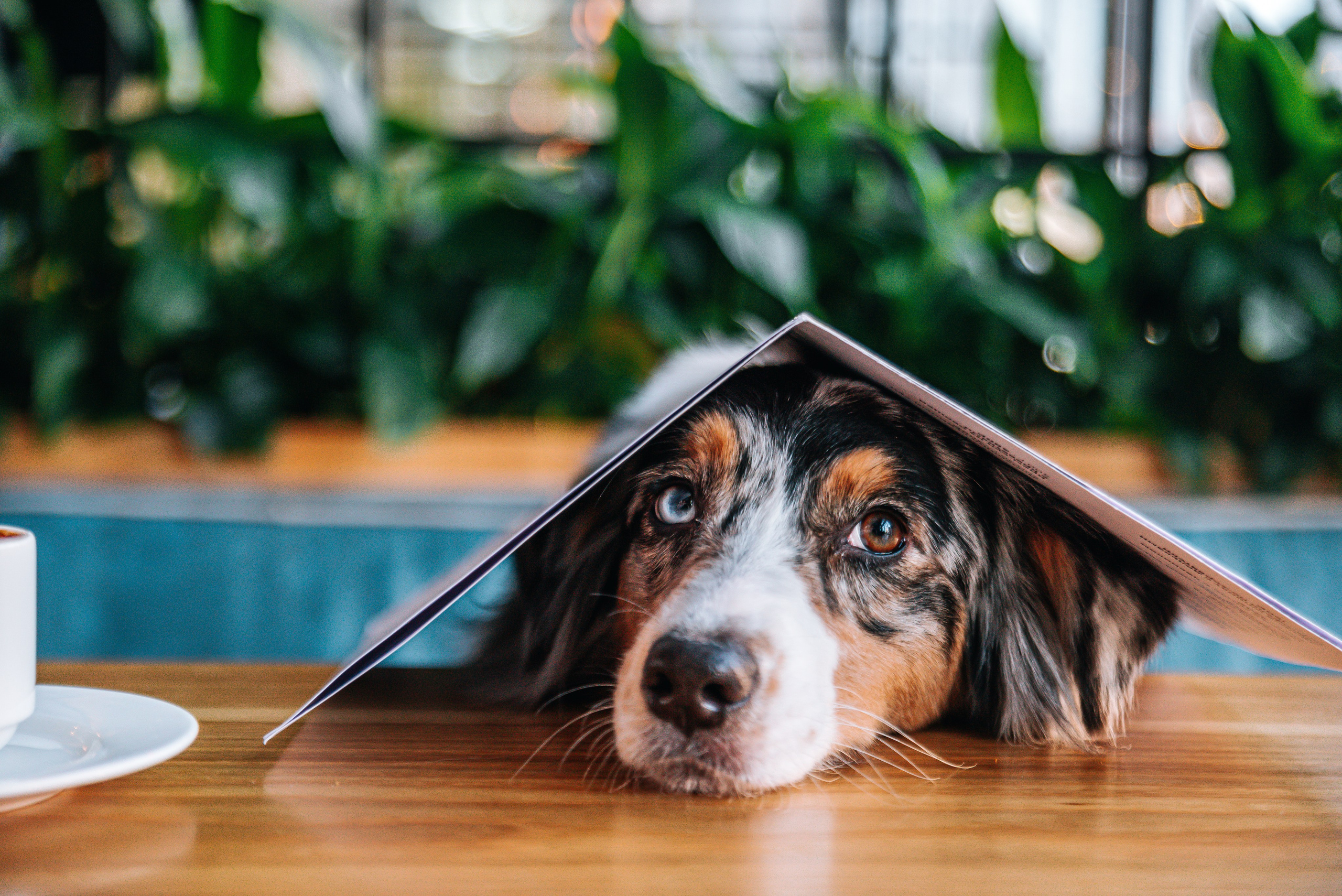 Лиза и Харли в кафе. Главная