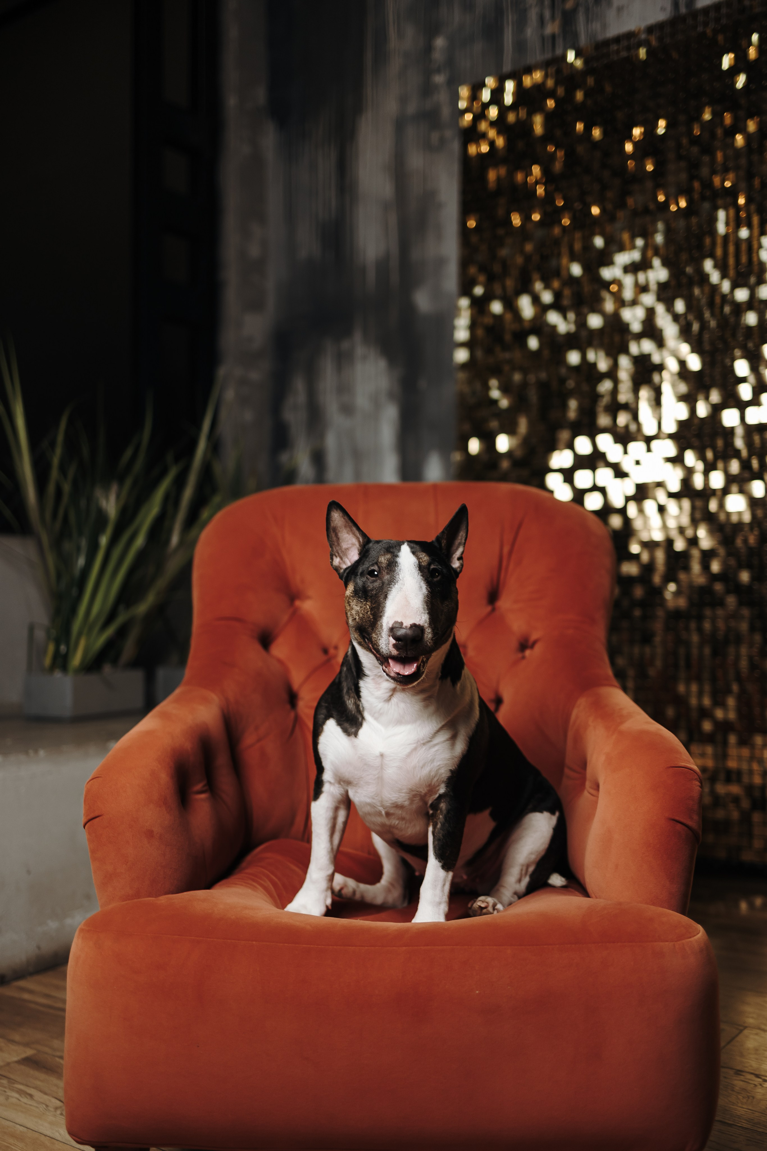 Груминг. Фотограф-анималист в Санкт-Петербурге Алина Яхонт