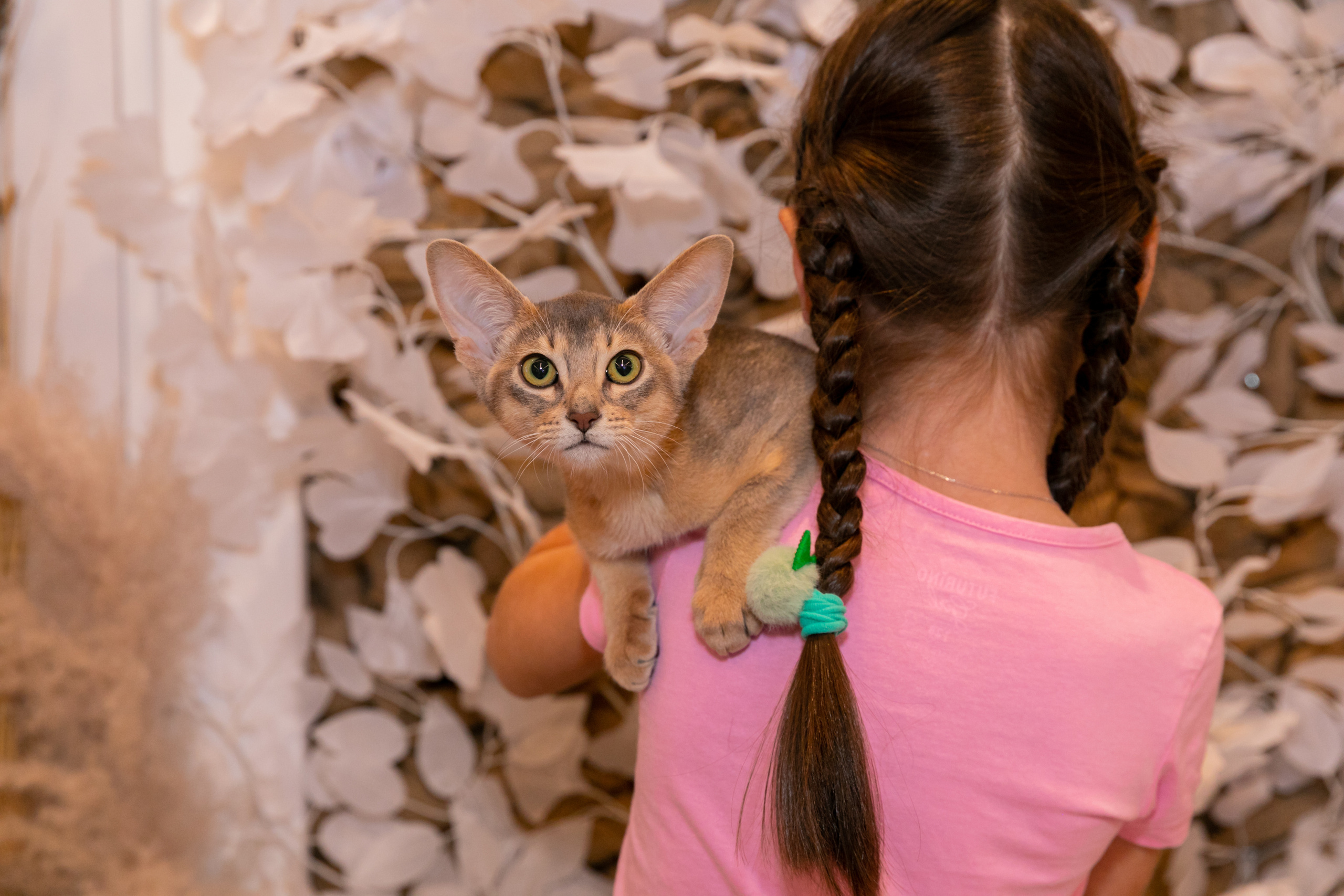 МЕГА (Кошечки). Дима Колес / фото и видео съёмка в Москве