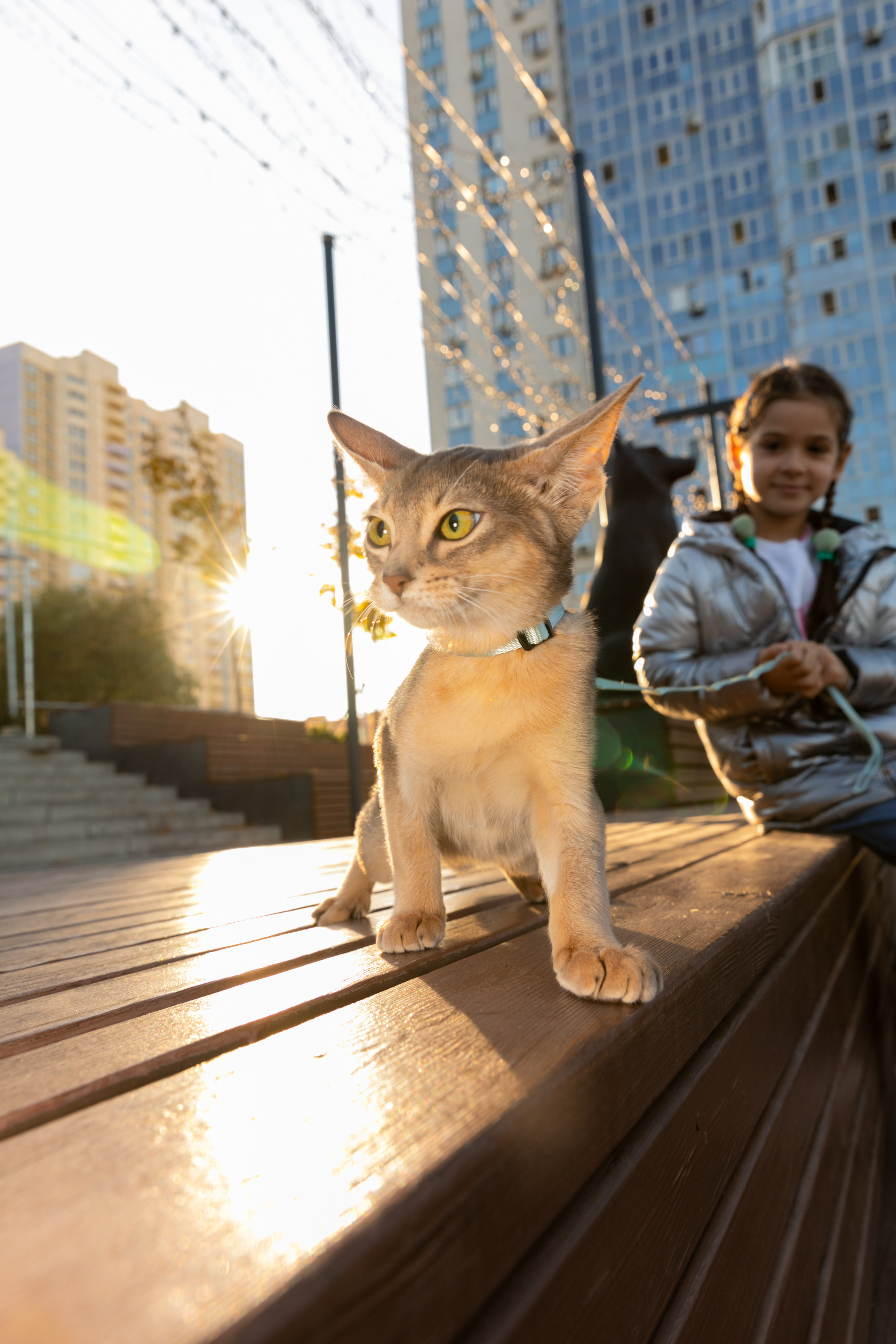 МЕГА (Кошечки). Дима Колес / фото и видео съёмка в Москве