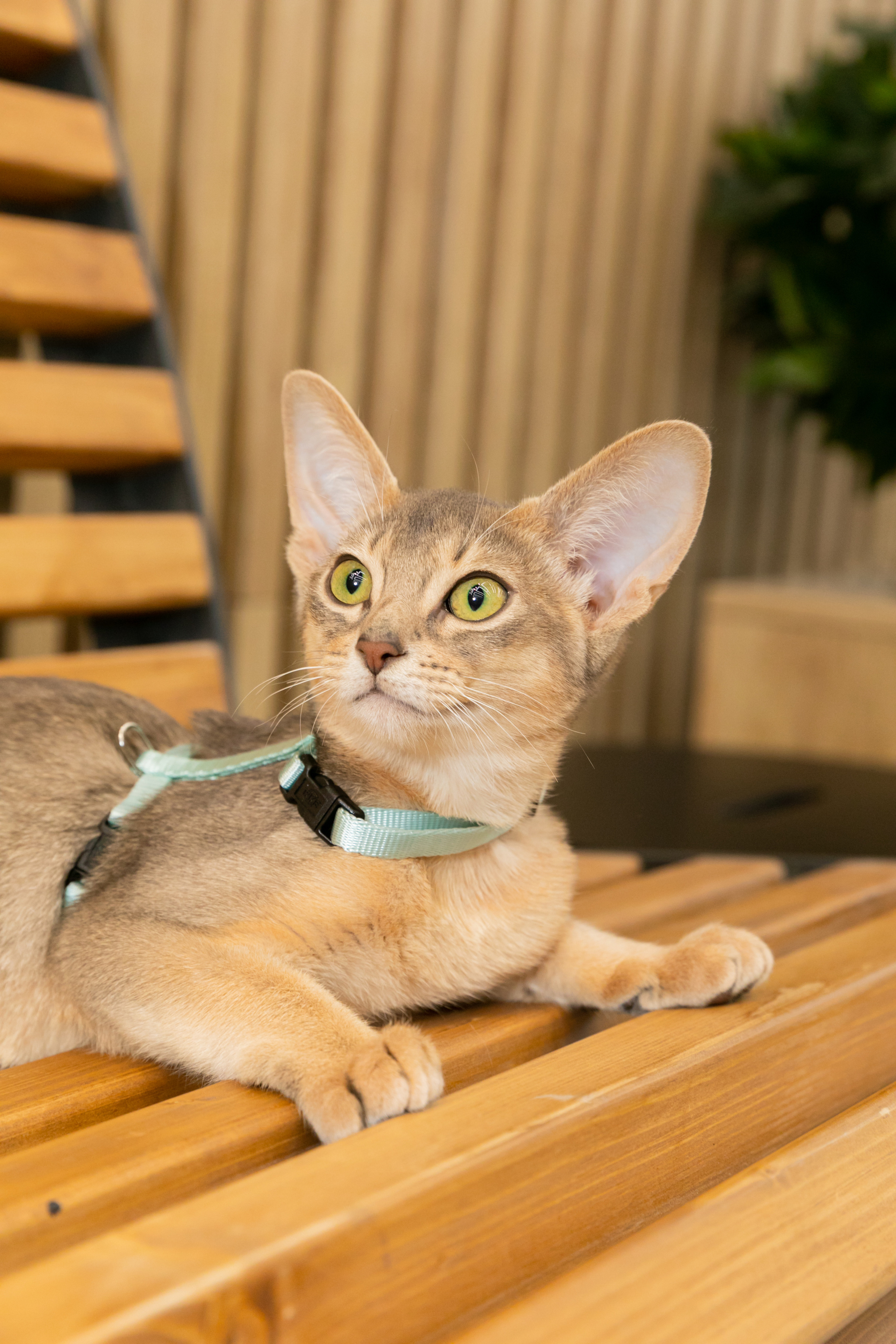 МЕГА (Кошечки). Дима Колес / фото и видео съёмка в Москве