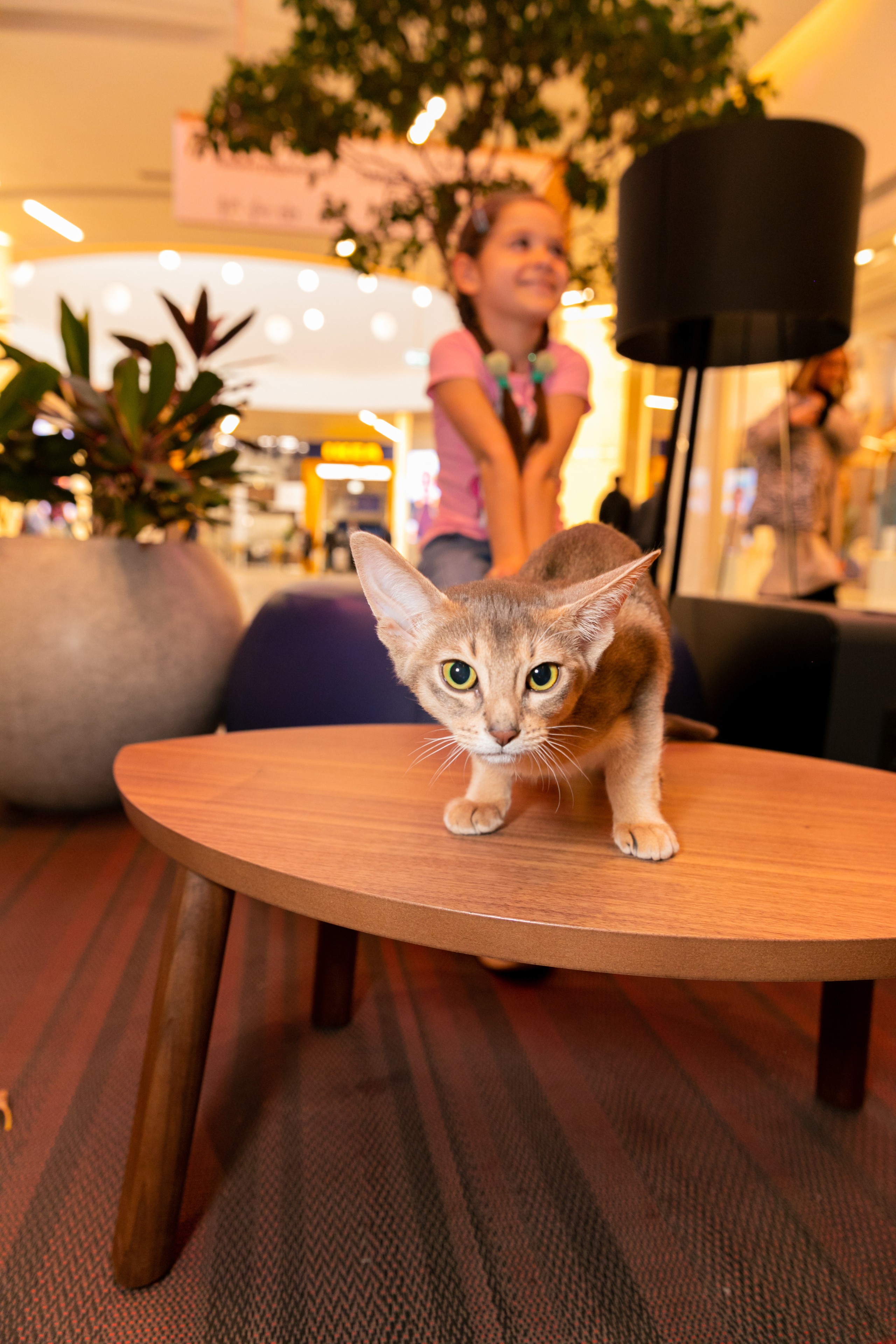 МЕГА (Кошечки). Дима Колес / фото и видео съёмка в Москве