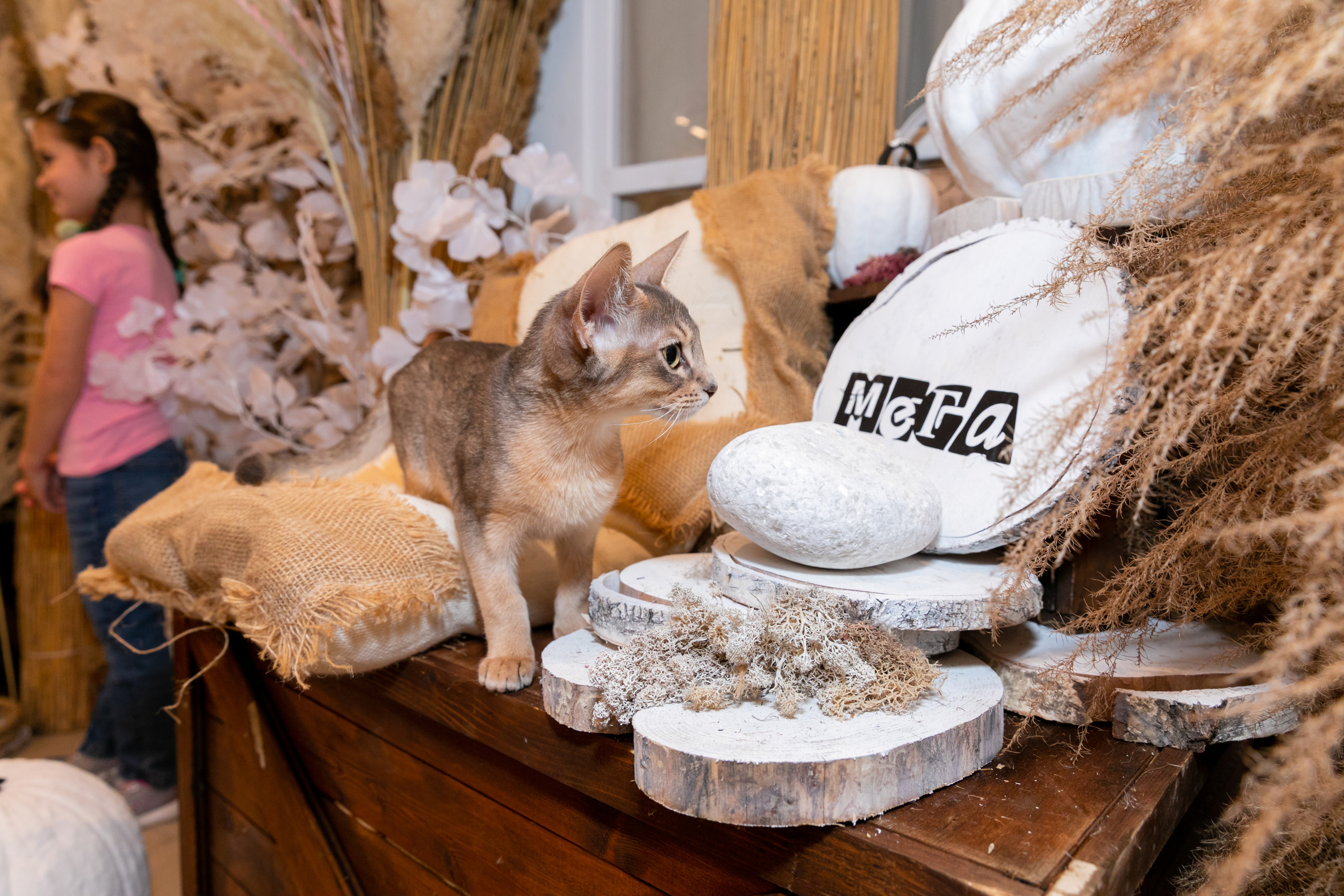 МЕГА (Кошечки). Дима Колес / фото и видео съёмка в Москве