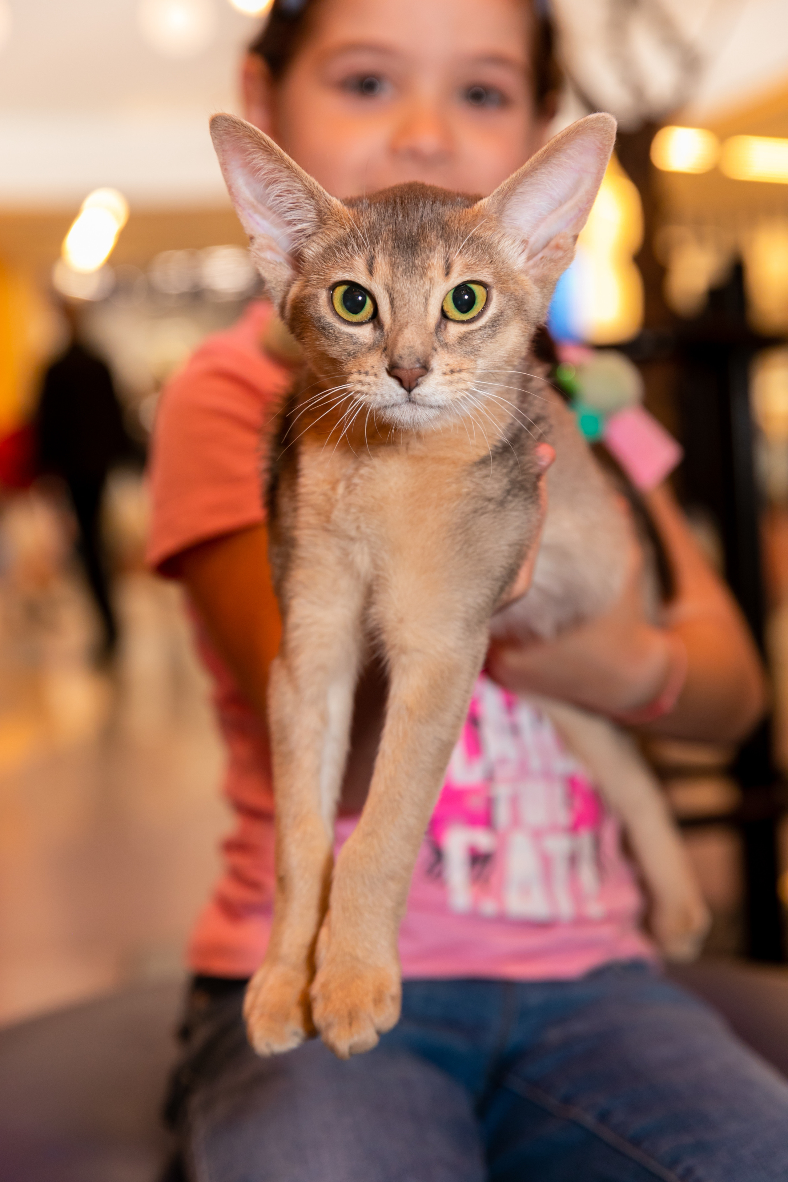 МЕГА (Кошечки). Дима Колес / фото и видео съёмка в Москве