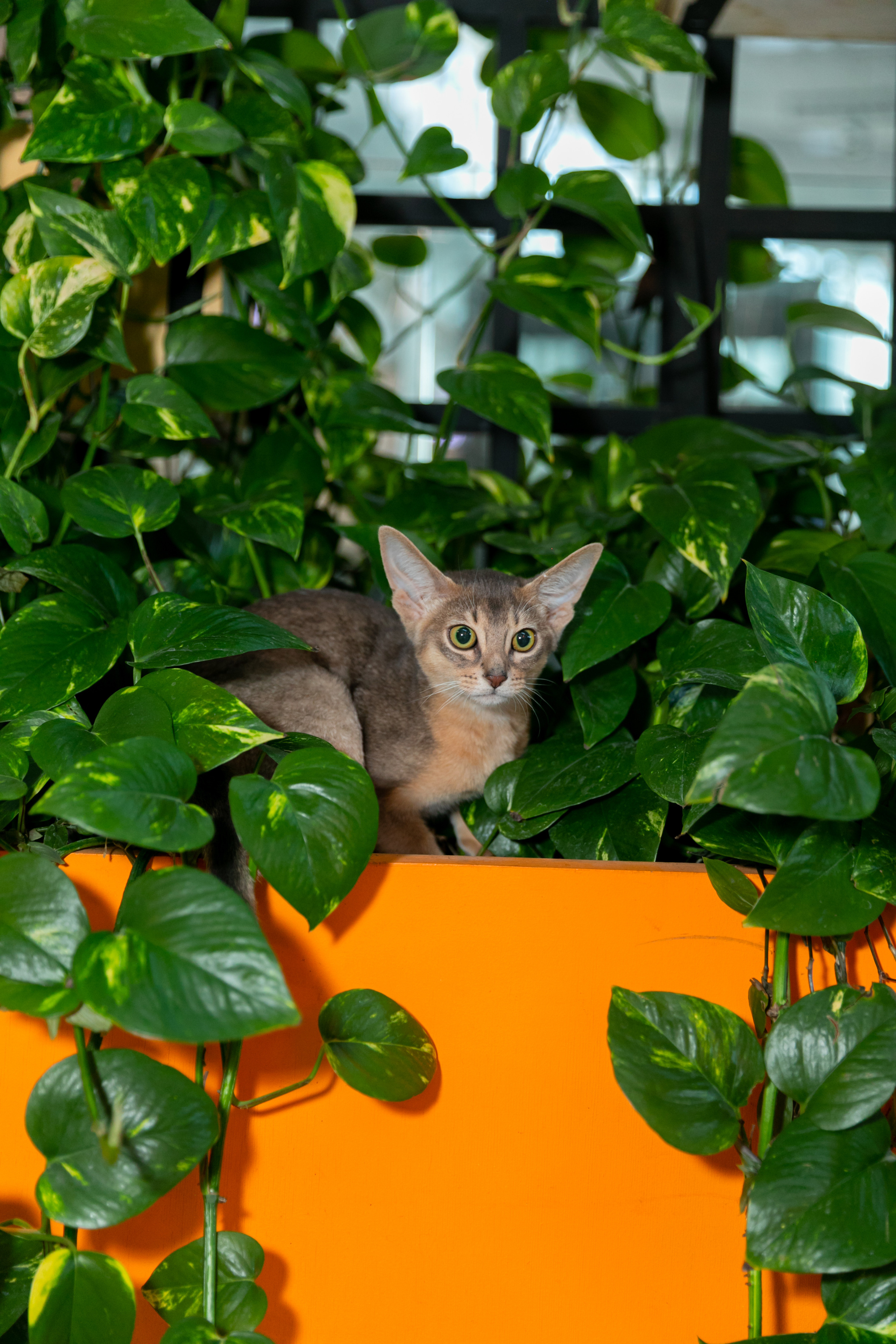 МЕГА (Кошечки). Дима Колес / фото и видео съёмка в Москве