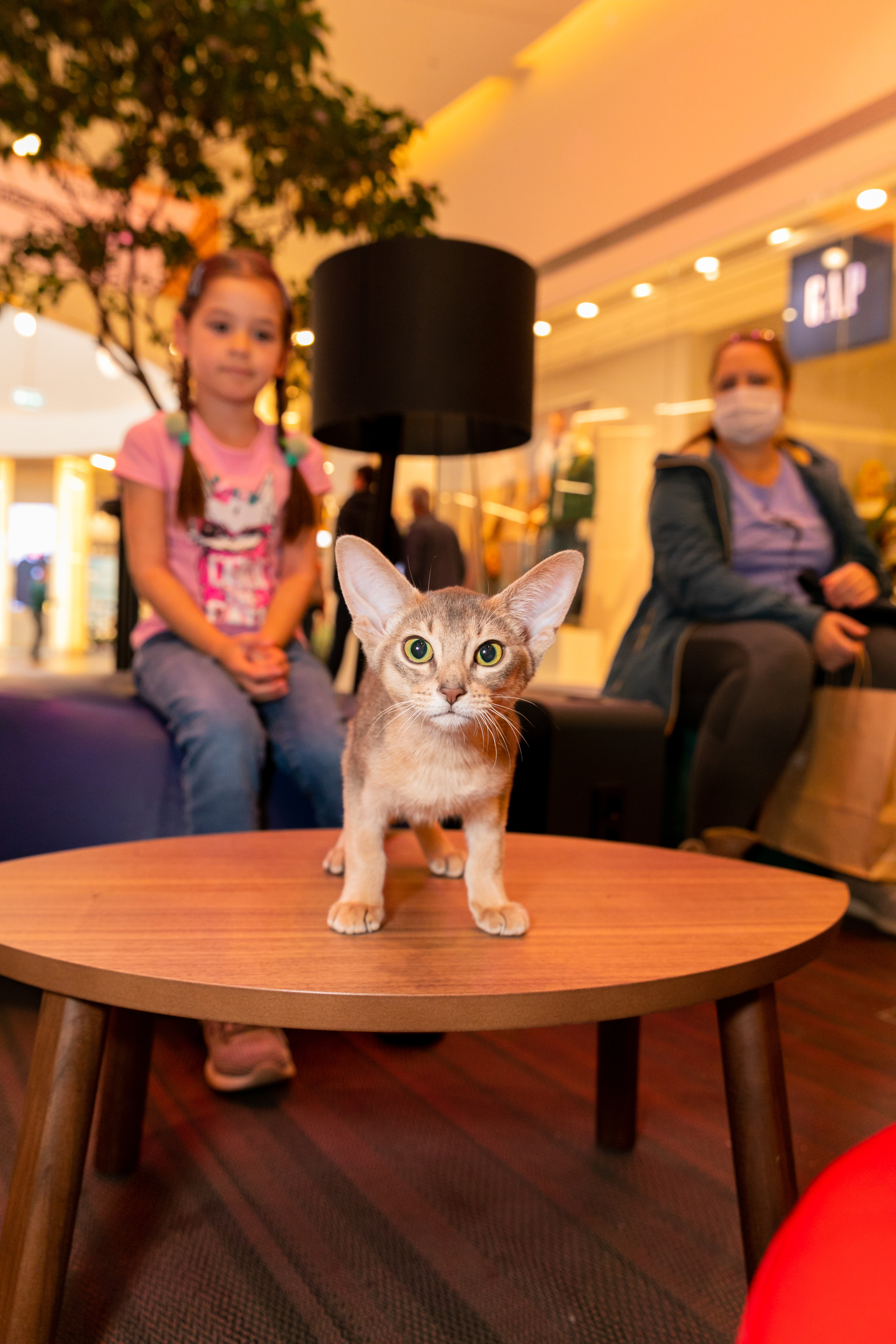 МЕГА (Кошечки). Дима Колес / фото и видео съёмка в Москве