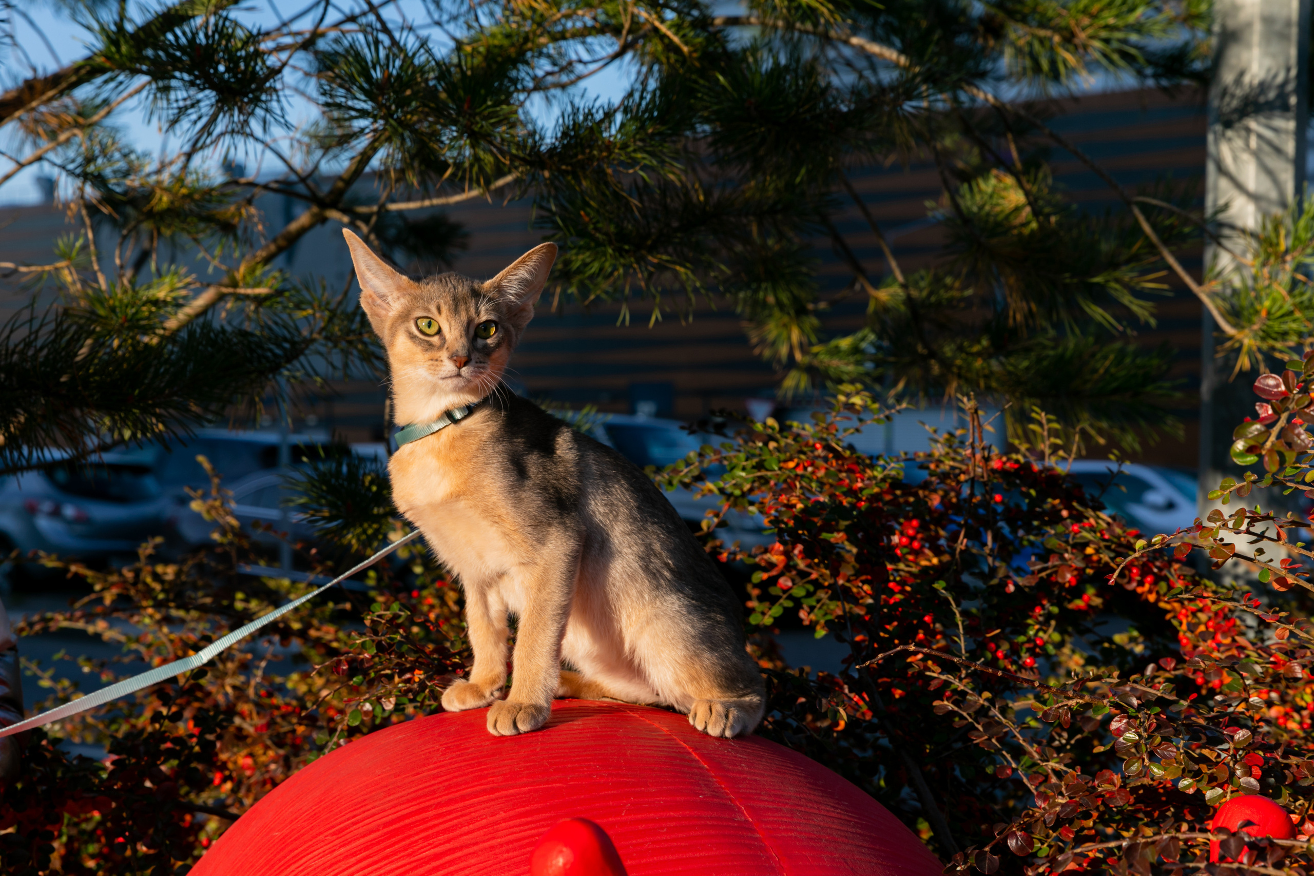 МЕГА (Кошечки). Дима Колес / фото и видео съёмка в Москве