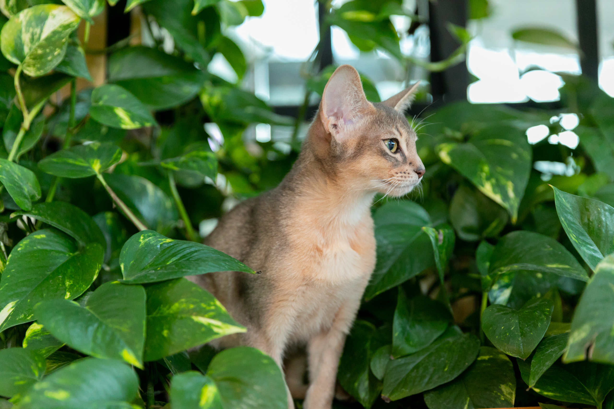МЕГА (Кошечки). Дима Колес / фото и видео съёмка в Москве