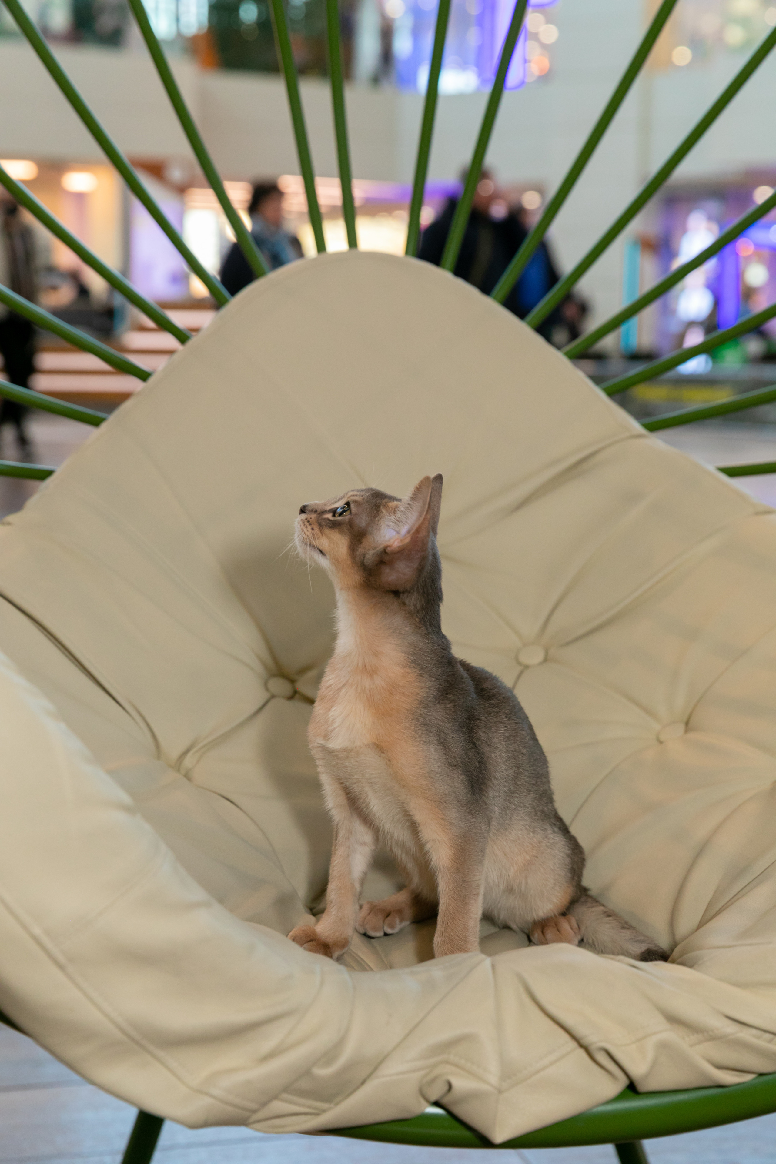 МЕГА (Кошечки). Дима Колес / фото и видео съёмка в Москве