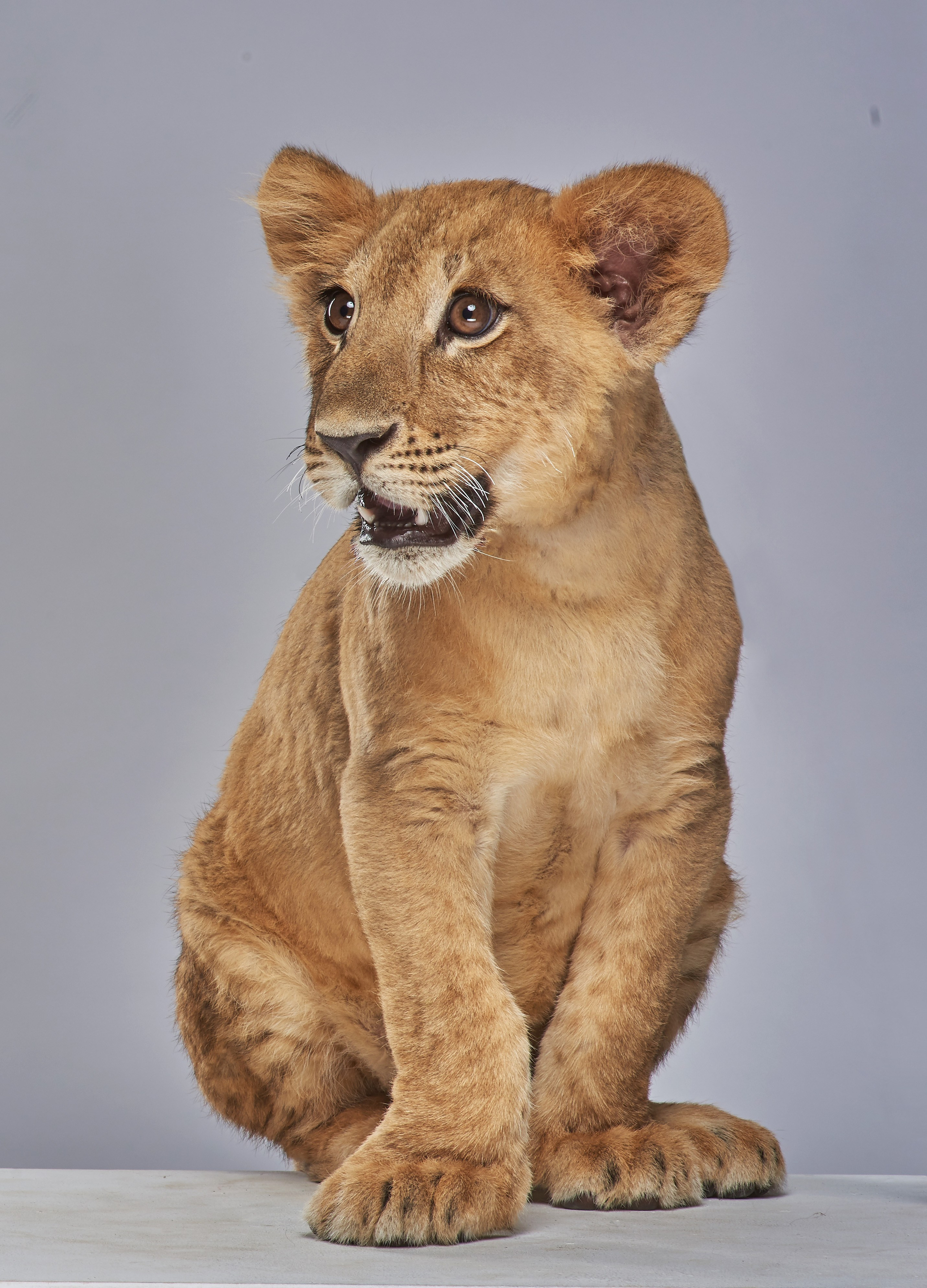 ЖИВОТНЫЕ. Www.apowerstudio.com