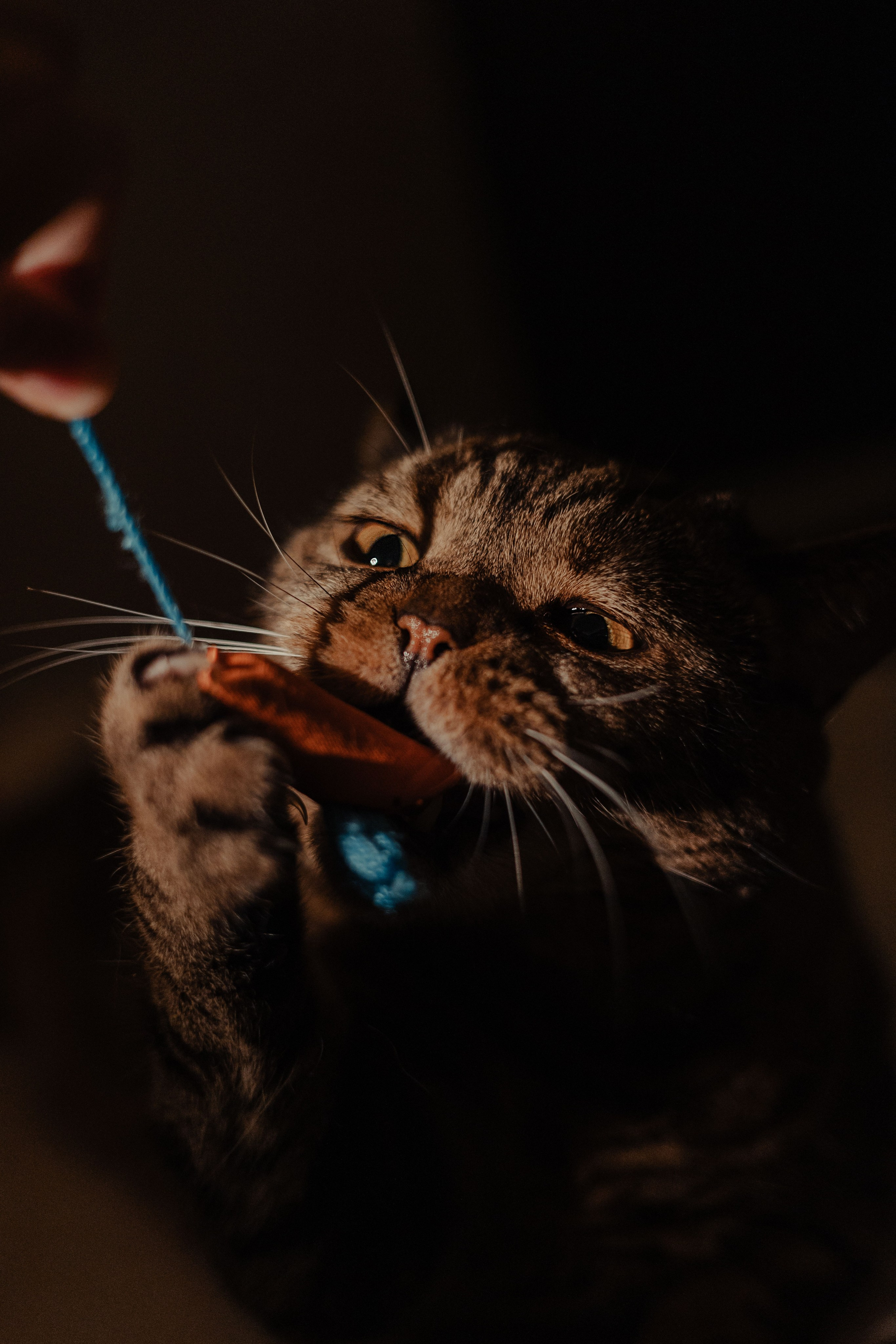 Иксик, Маффин и Надя. Фотограф Анималист Екатерина Справцева в Нижнем Новгороде