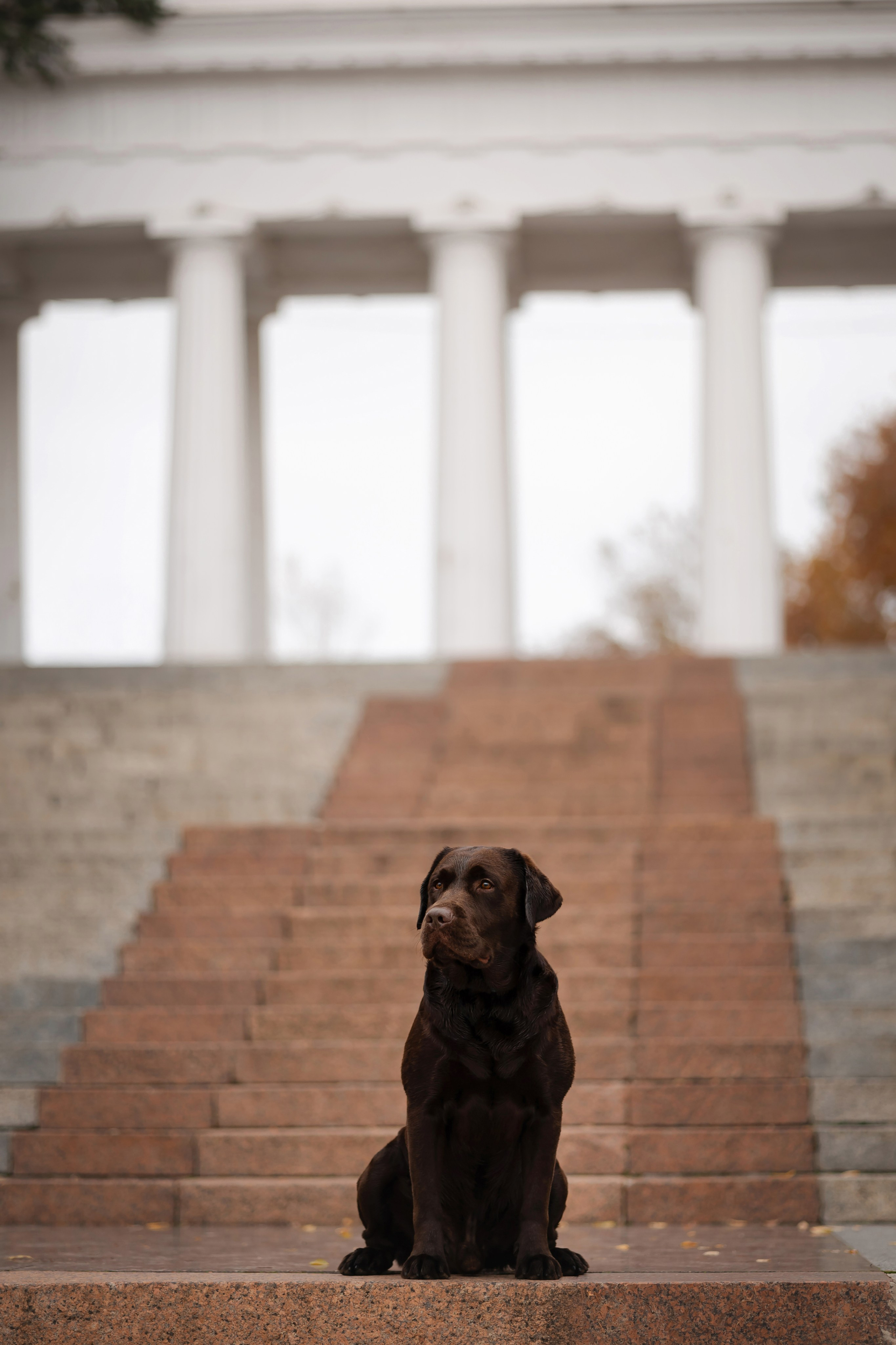 Фотосессия в центре Севастополя. Фотограф-анималист в Краснодаре Маша Мельникова