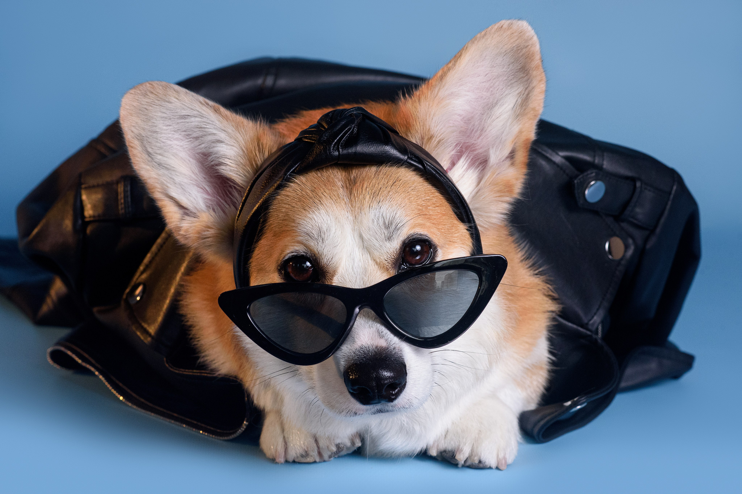 Лея съемка на однотонном фоне — 2024. Фотограф — Анималист | Анна Абрамова