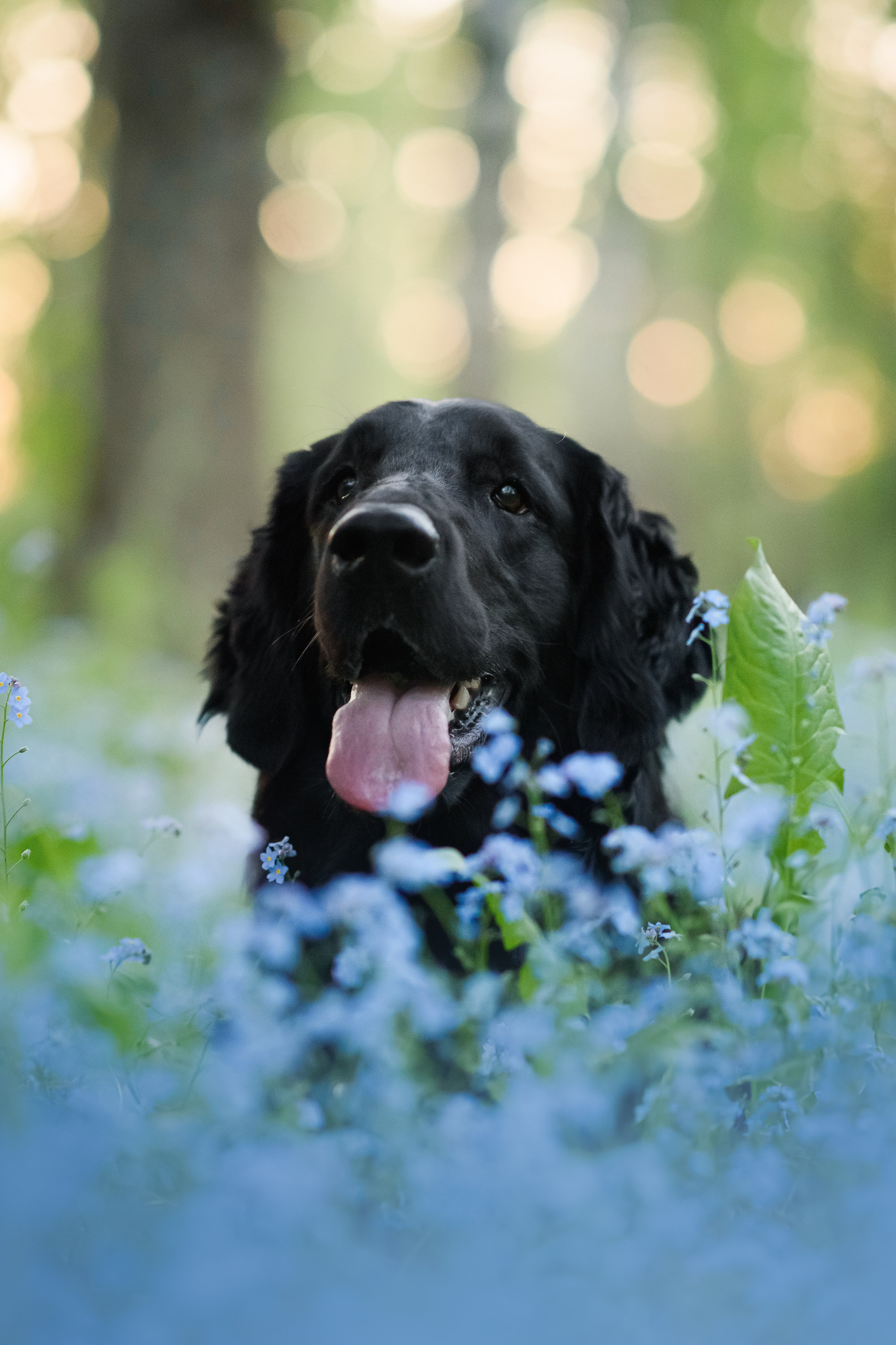 Степа, Йоки и Мята — 29.05.2024. Фотограф — Анималист | Анна Абрамова