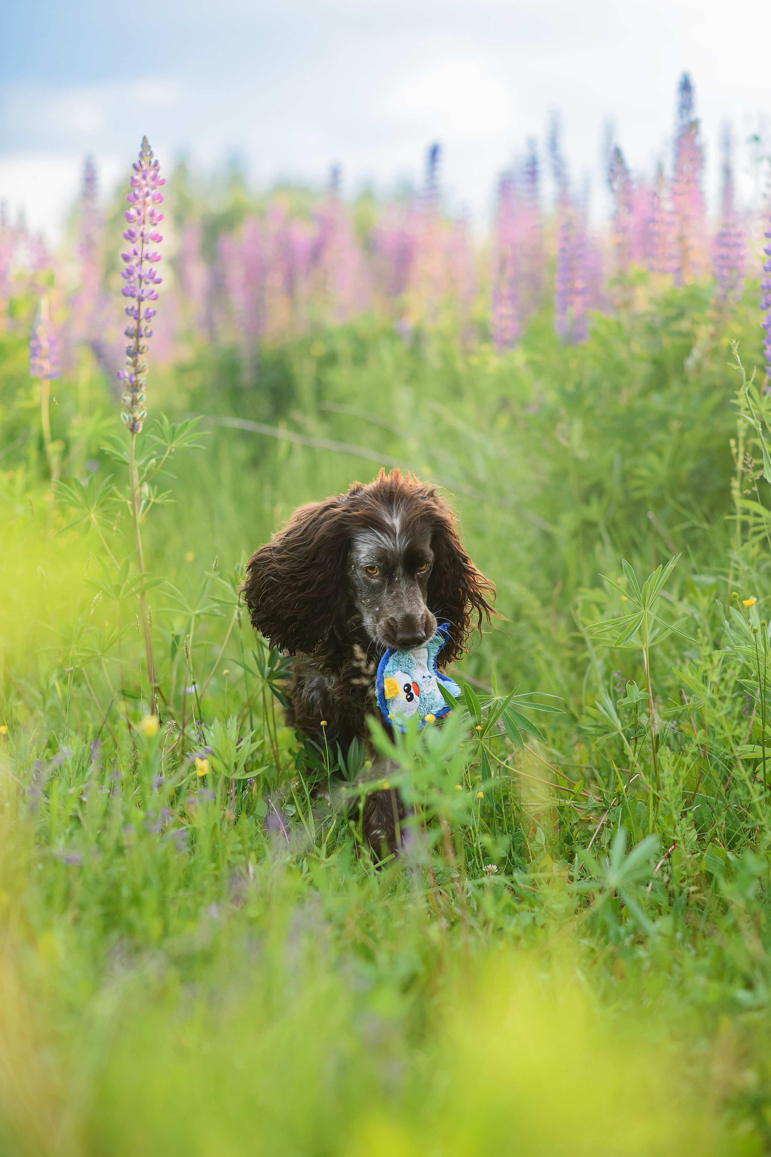Света и Рей — 09.06.2024. Фотограф — Анималист | Анна Абрамова