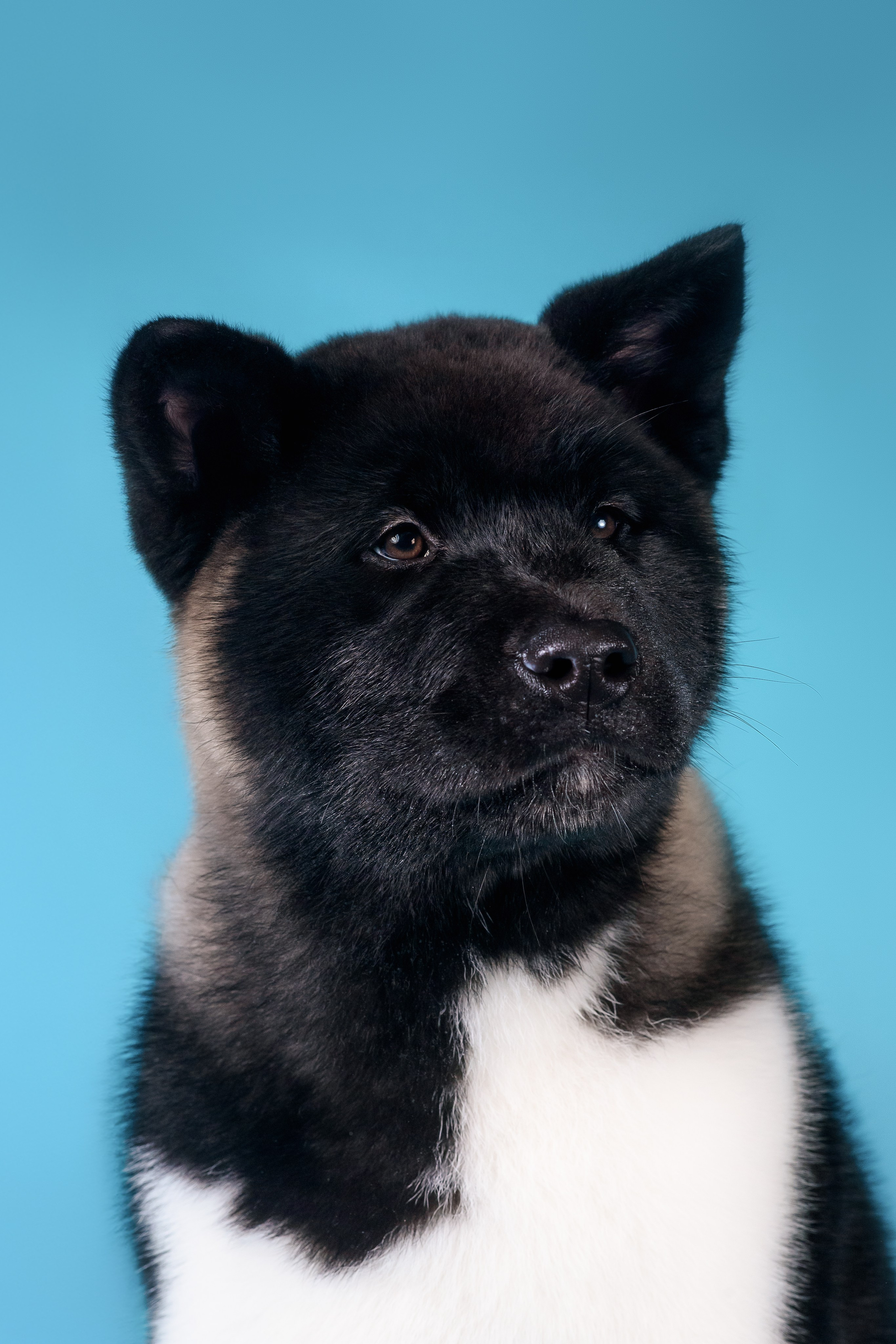 Илон и Оскар — 17.01.2025. Фотограф — Анималист | Анна Абрамова