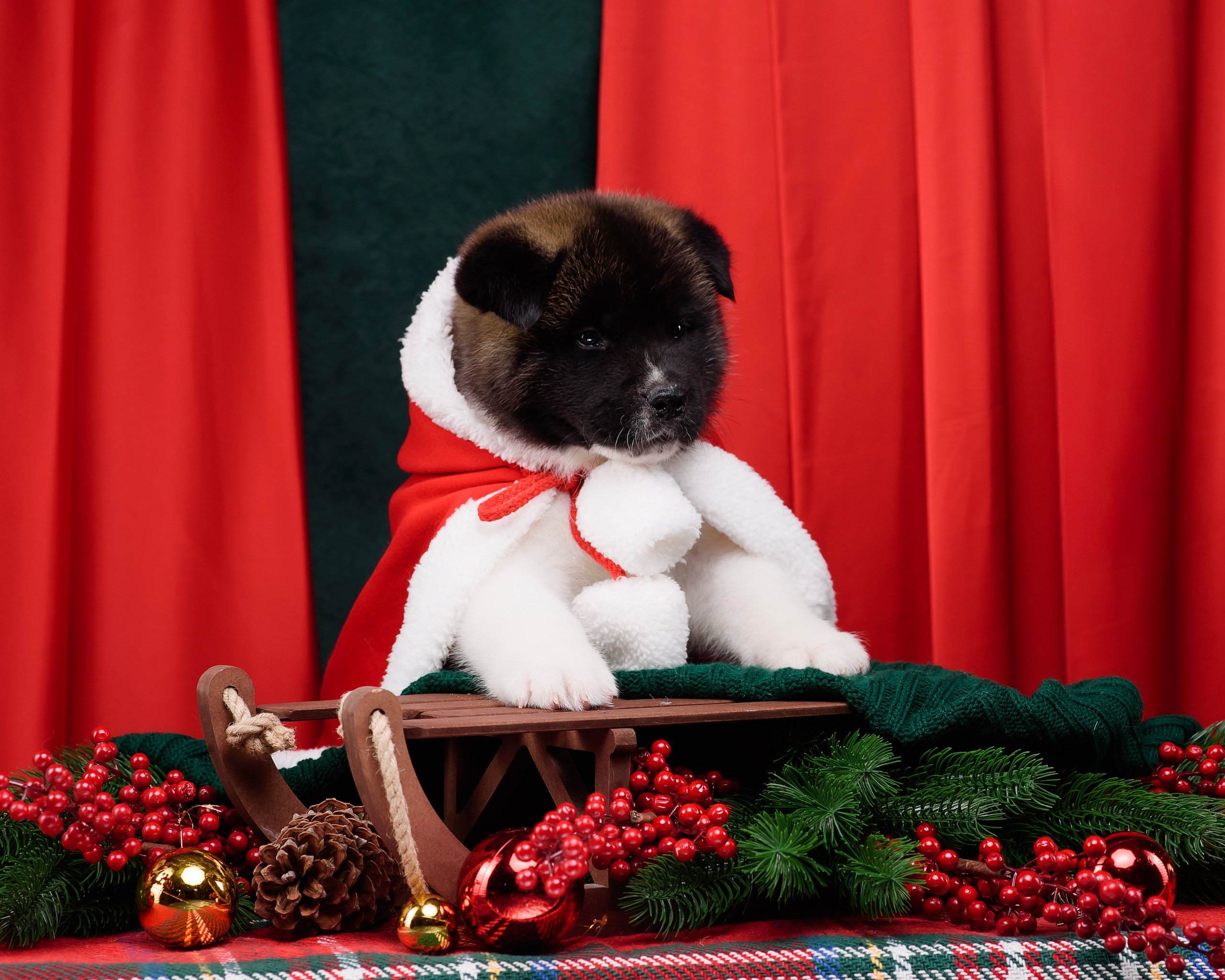 Щенки Американской Акиты. Фотограф — Анималист | Анна Абрамова