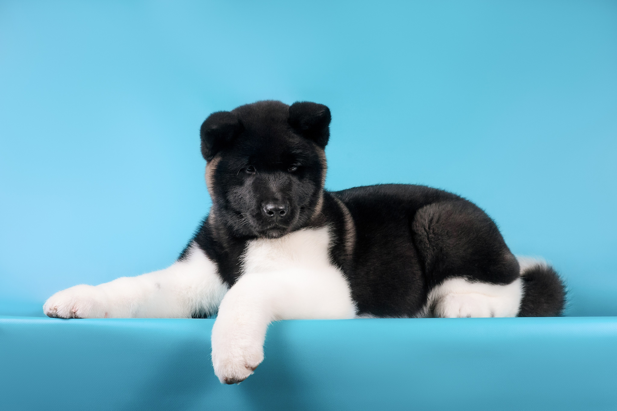 Илон и Оскар — 17.01.2025. Фотограф — Анималист | Анна Абрамова