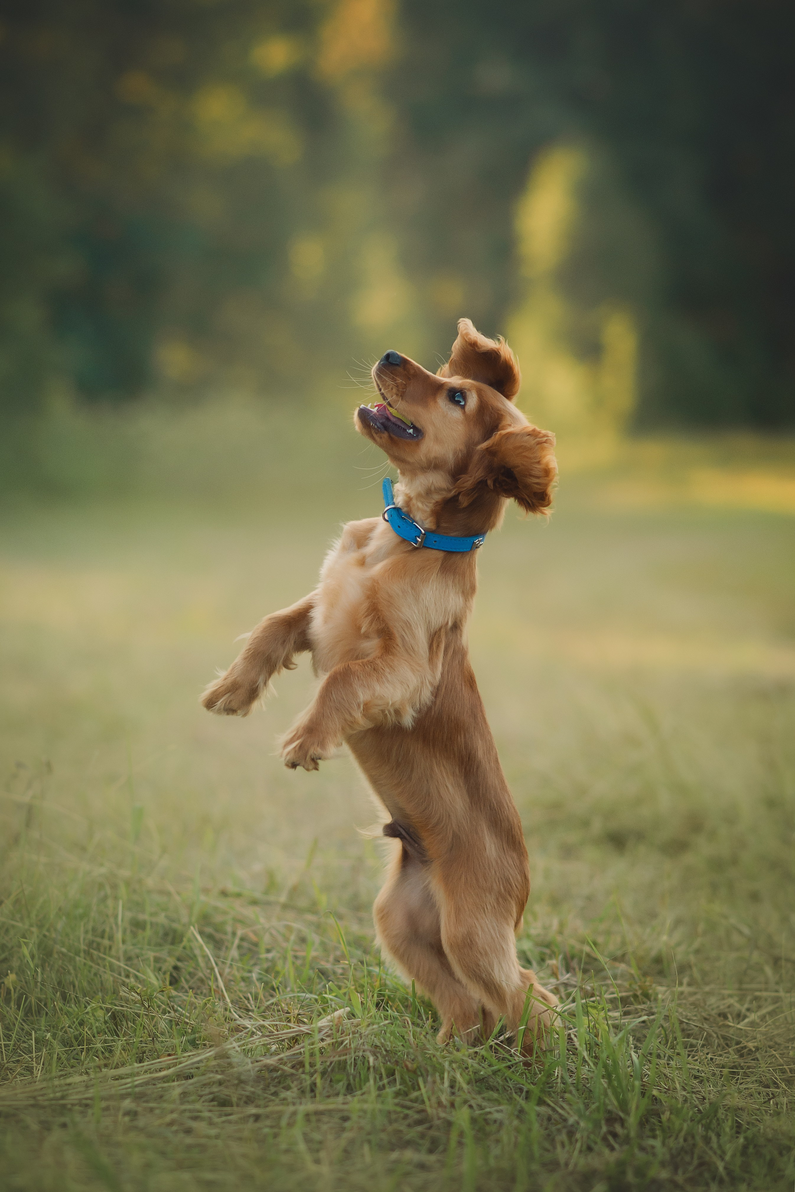 Наташа, Агата, Назар и Август — 17.07.2025. Фотограф — Анималист | Анна Абрамова