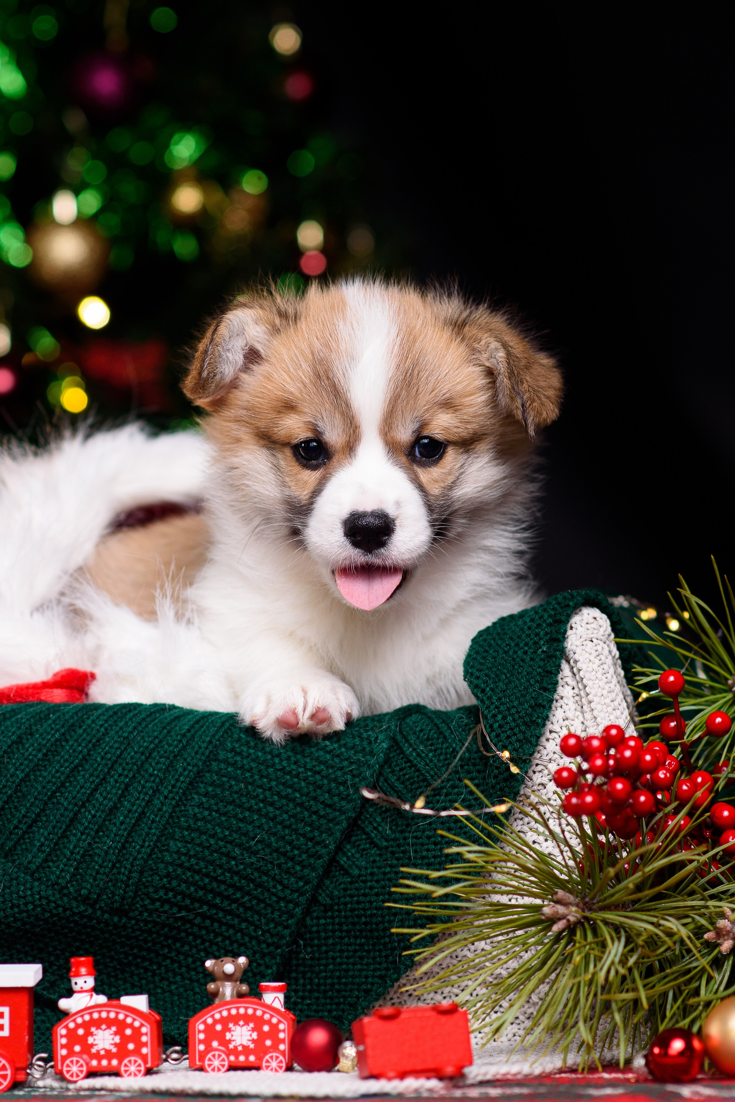 Щенки вельш корги пемброк. Фотограф — Анималист | Анна Абрамова