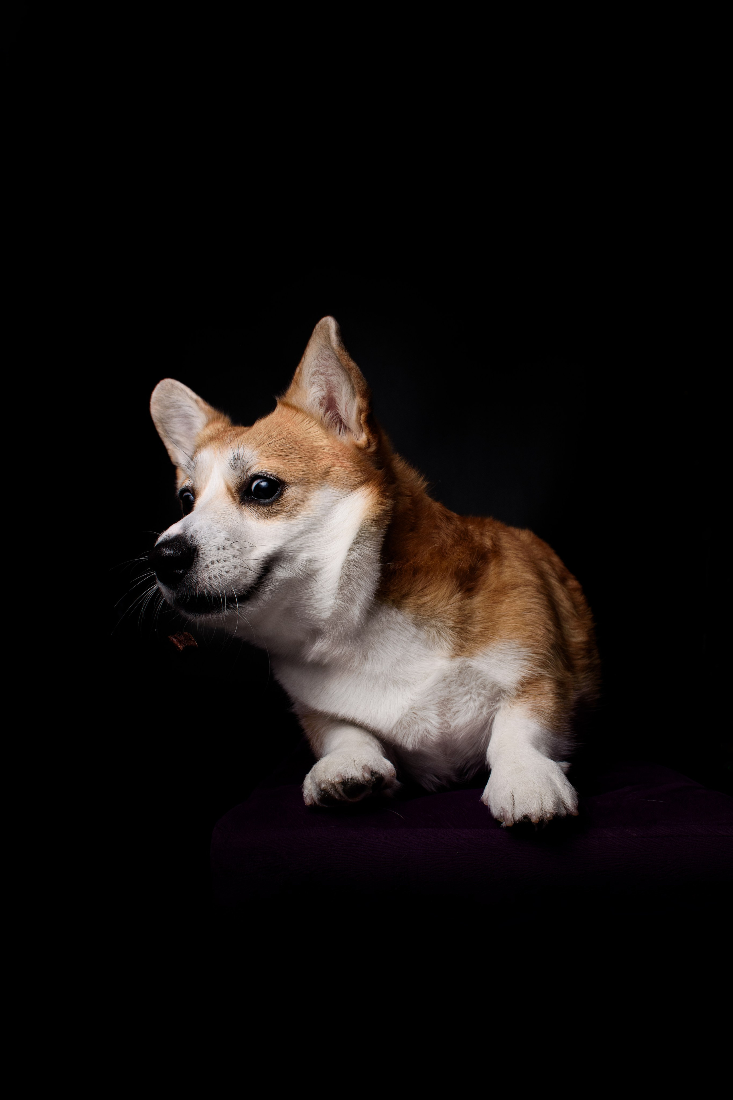 Лея на чёрном — 05.01.2024. Фотограф — Анималист | Анна Абрамова