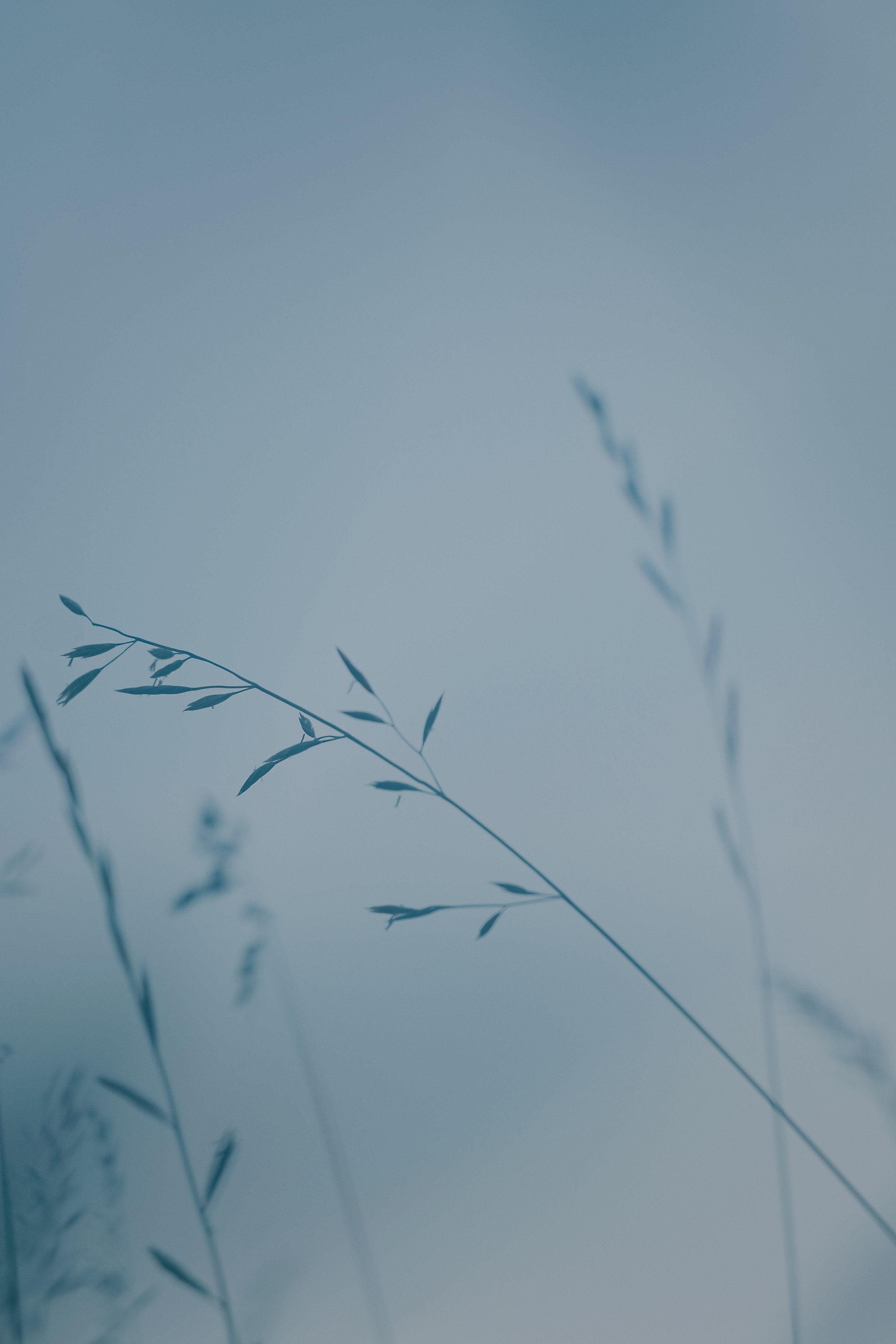 Flowers. Photographer Zoya Smirnova