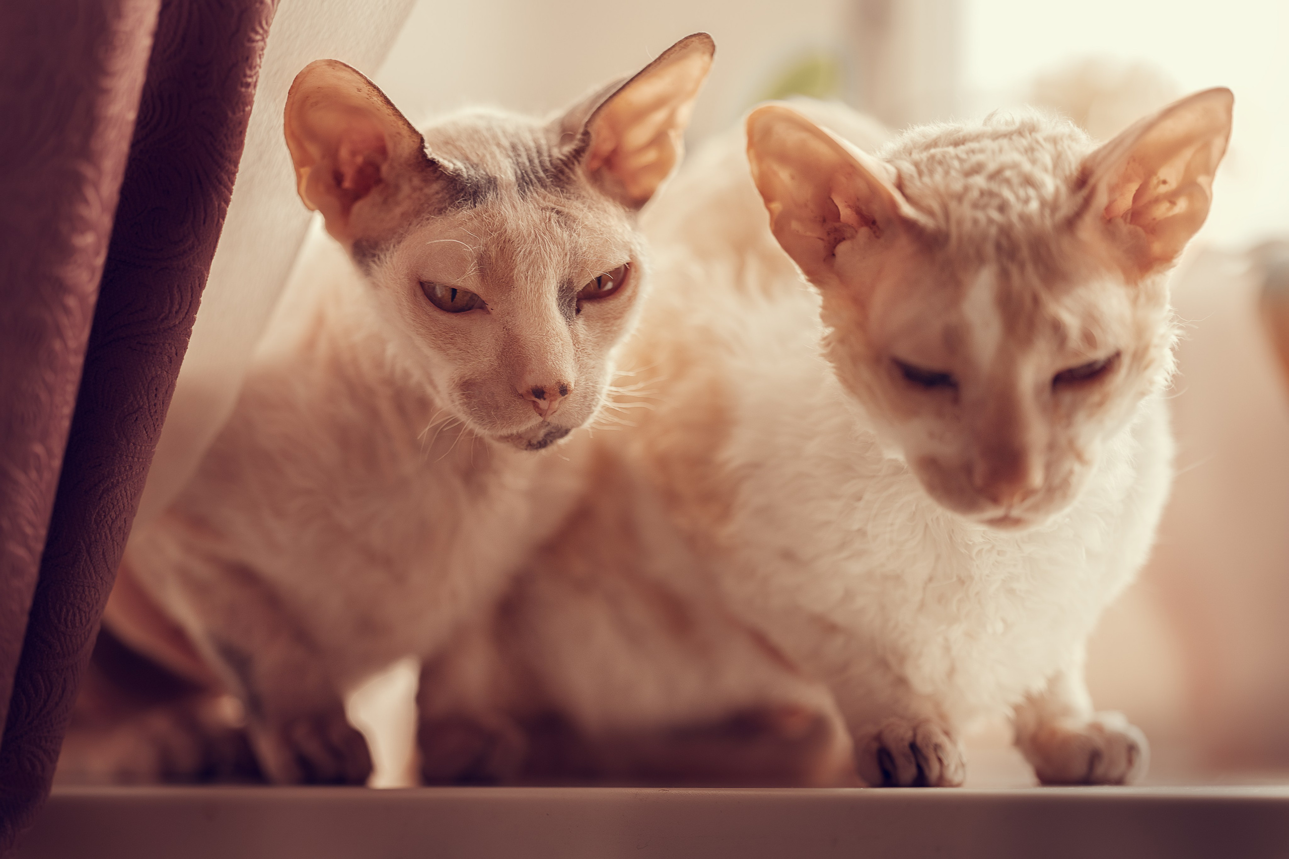 Семейная с кошками. Портретный и семейный фотограф в Санкт-Петербурге Татьяна Дубова