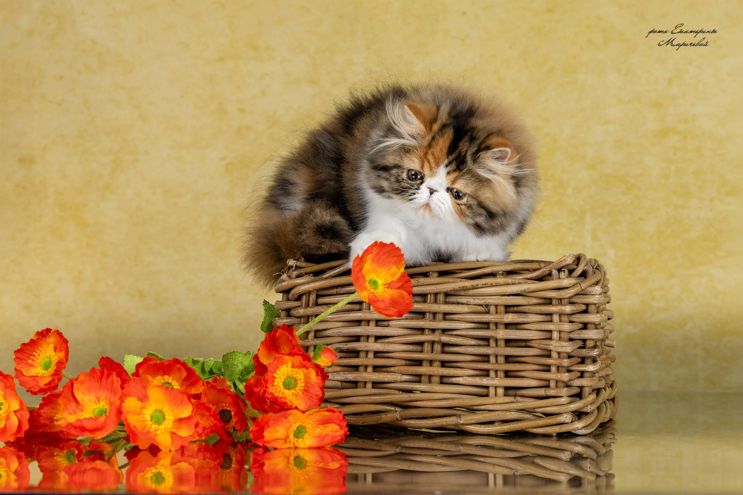 Стендовая съёмка на выставках кошек. Фотограф-анималист в Омске Екатерина Маричева