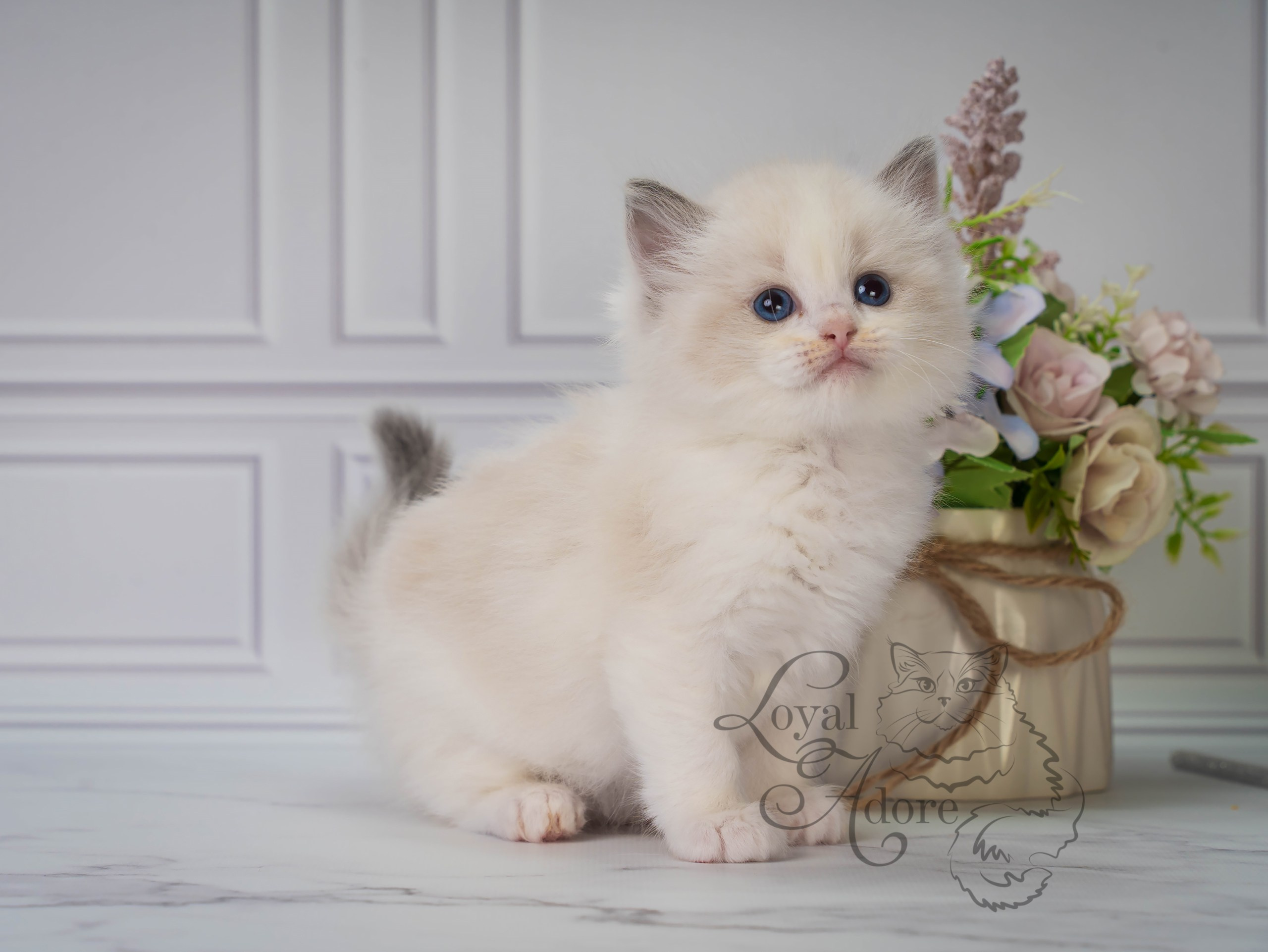 Котята рэгдолл от Loyal Adore. Питомник рэгдолл Loyal Adore