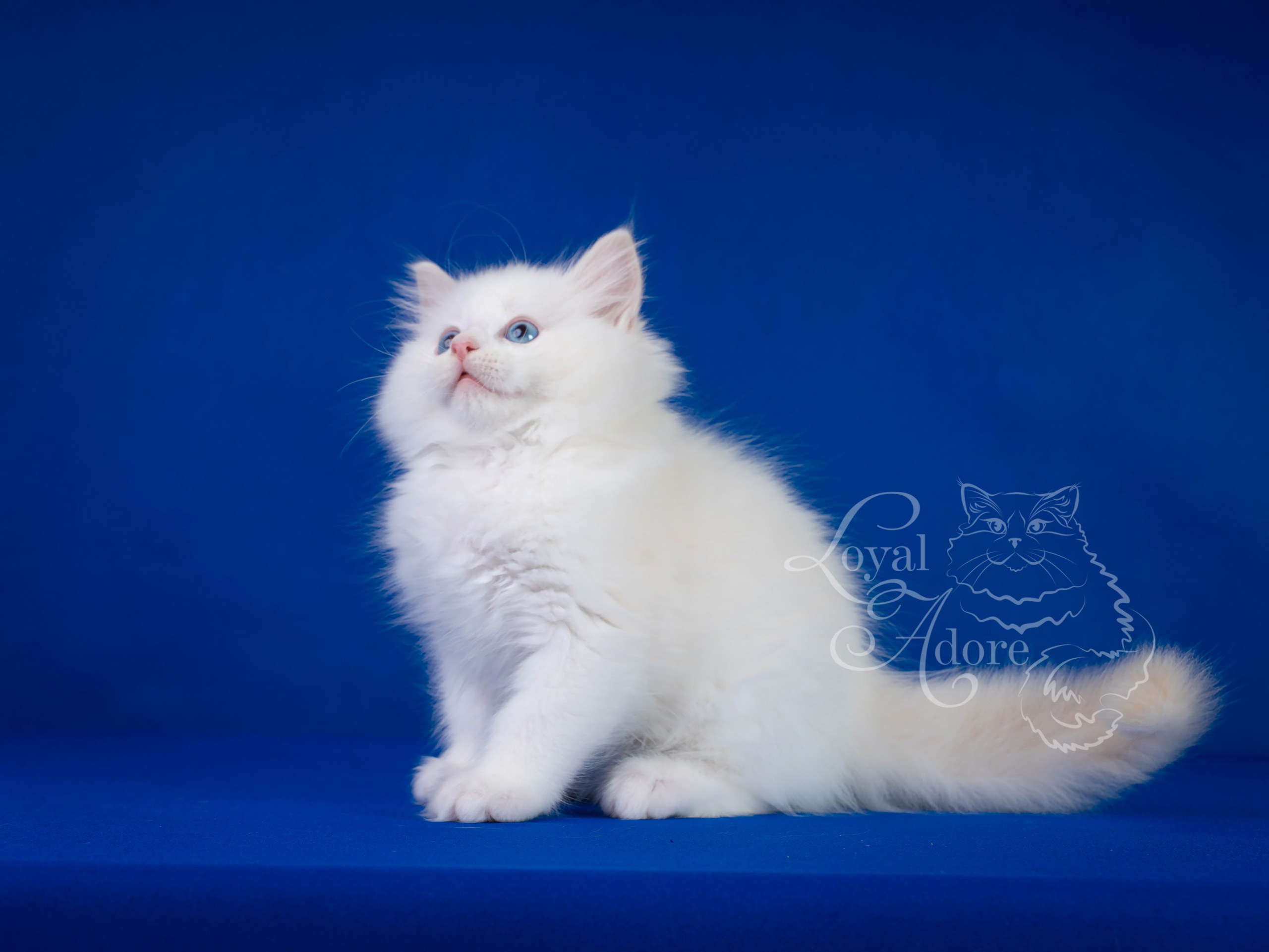 Котята рэгдолл от Loyal Adore. Питомник рэгдолл Loyal Adore