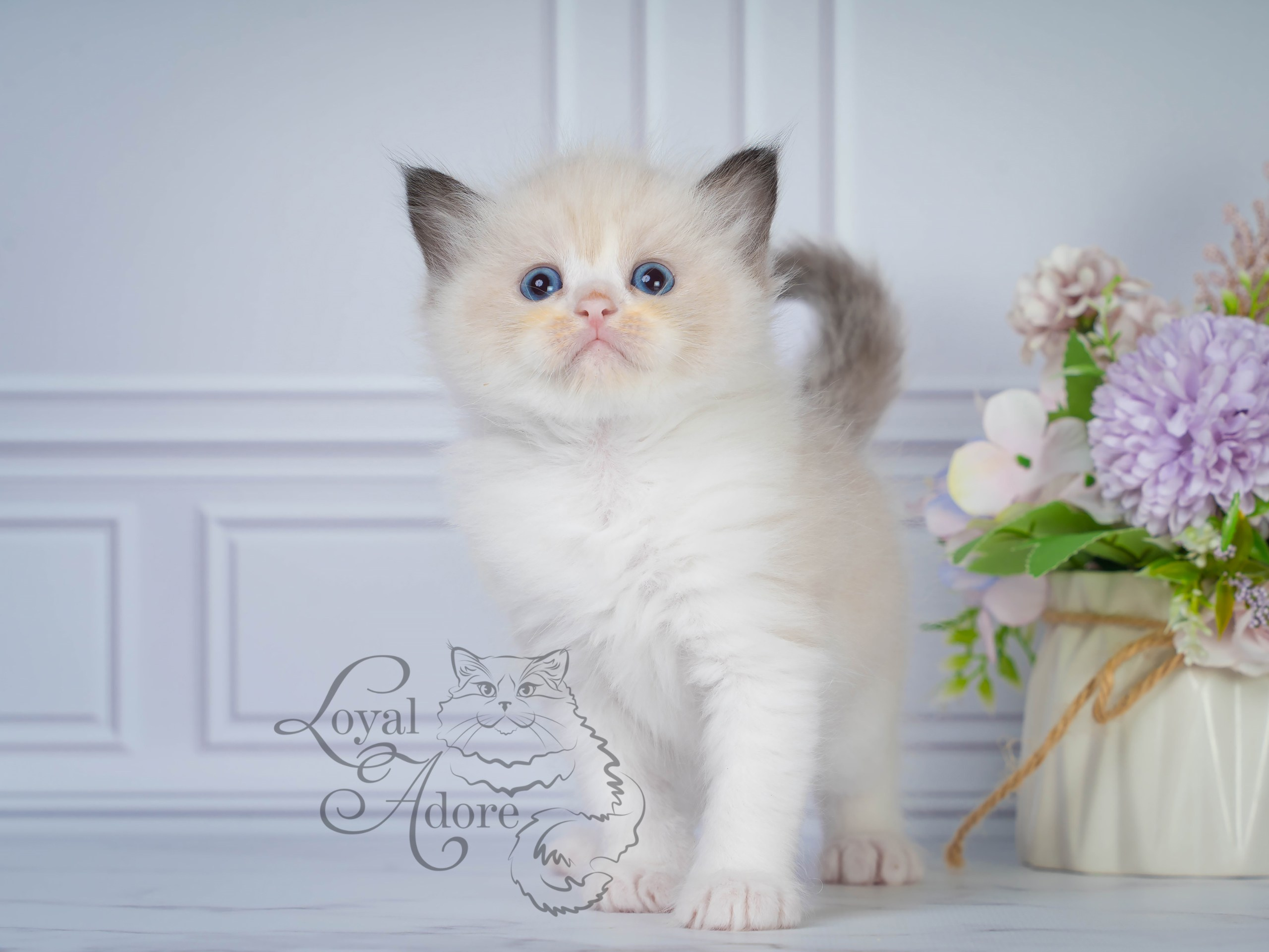 Котята рэгдолл от Loyal Adore. Питомник рэгдолл Loyal Adore