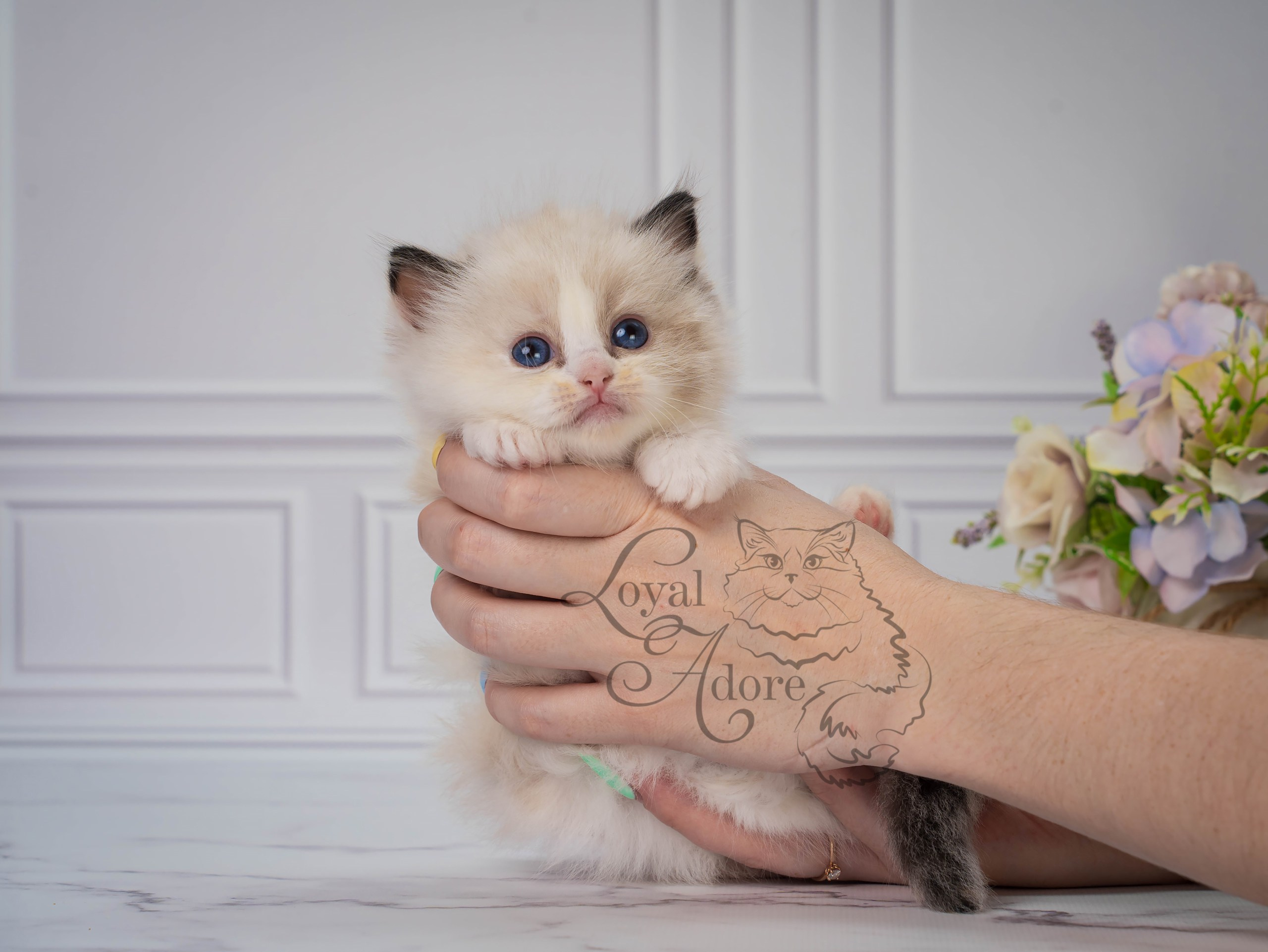 Котята рэгдолл от Loyal Adore. Питомник рэгдолл Loyal Adore