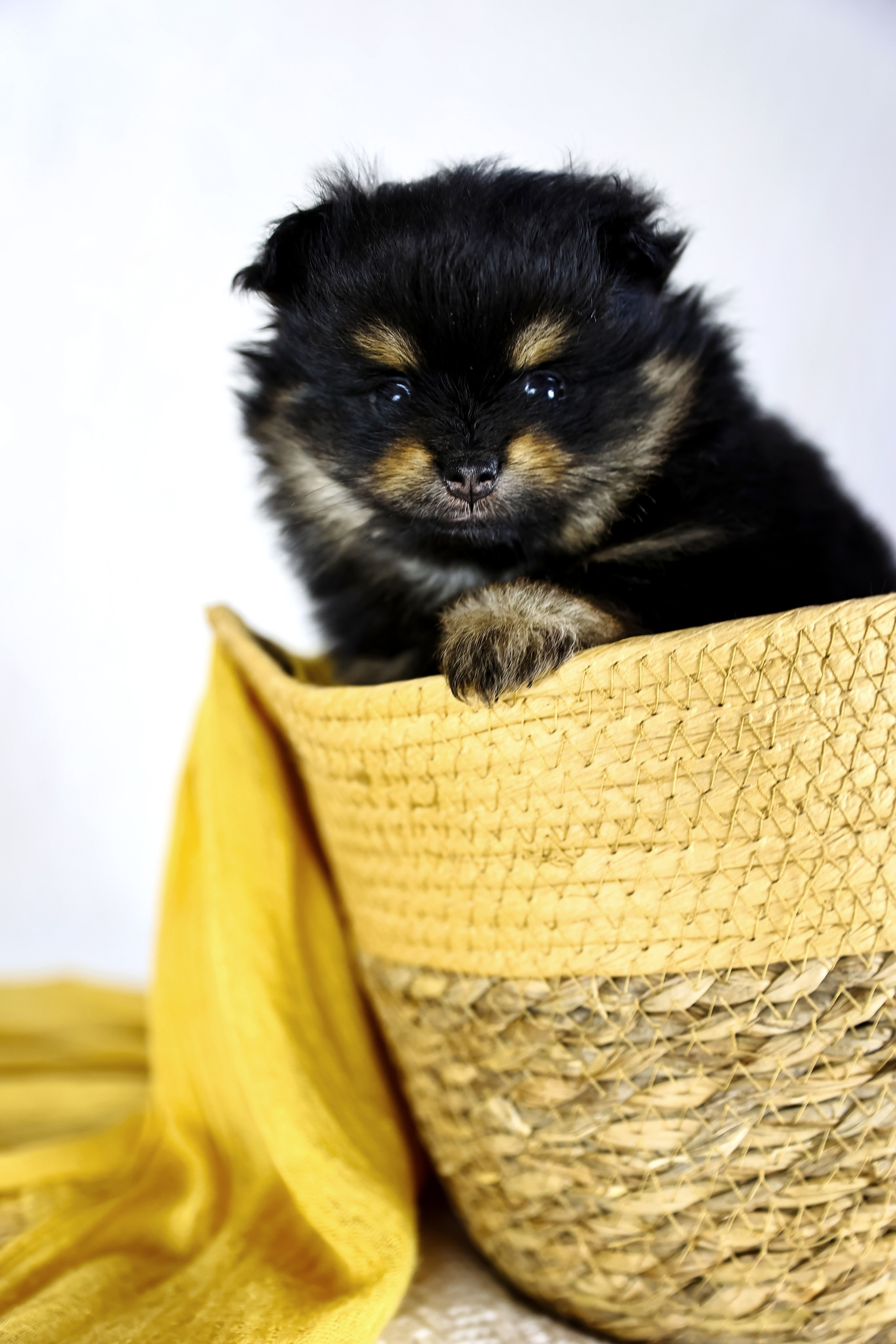 Фотосессия щенков шпицев. Фотограф — Татьяна Кириллова, г. Санкт-Петербург