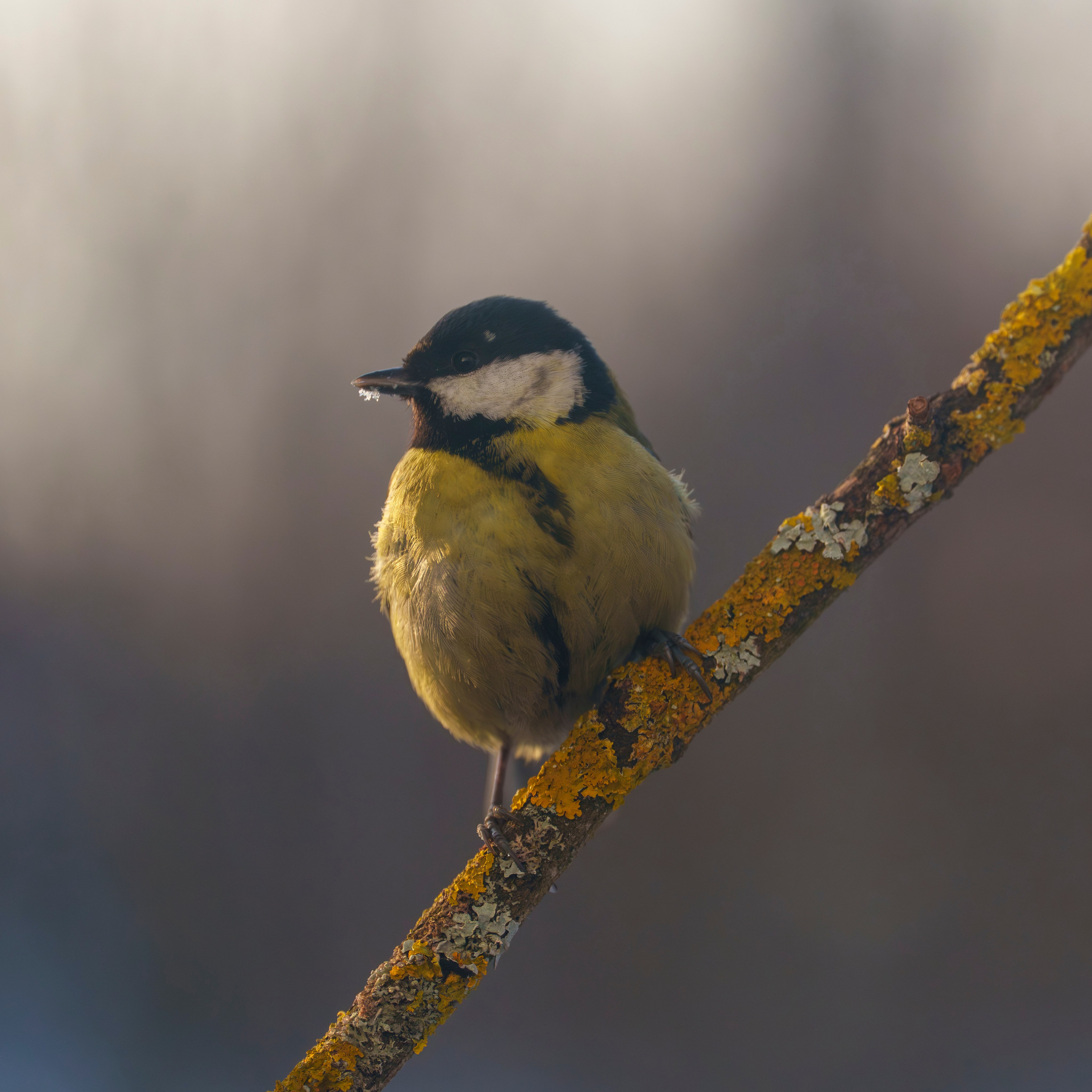 Animals — Животные