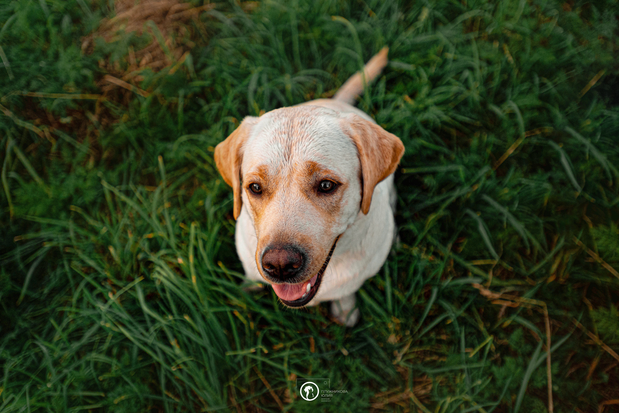 Зефирка и ее чудесная семья на летнем закате. Фотограф — анималист Саратов/Москва|Плужникова Юлия