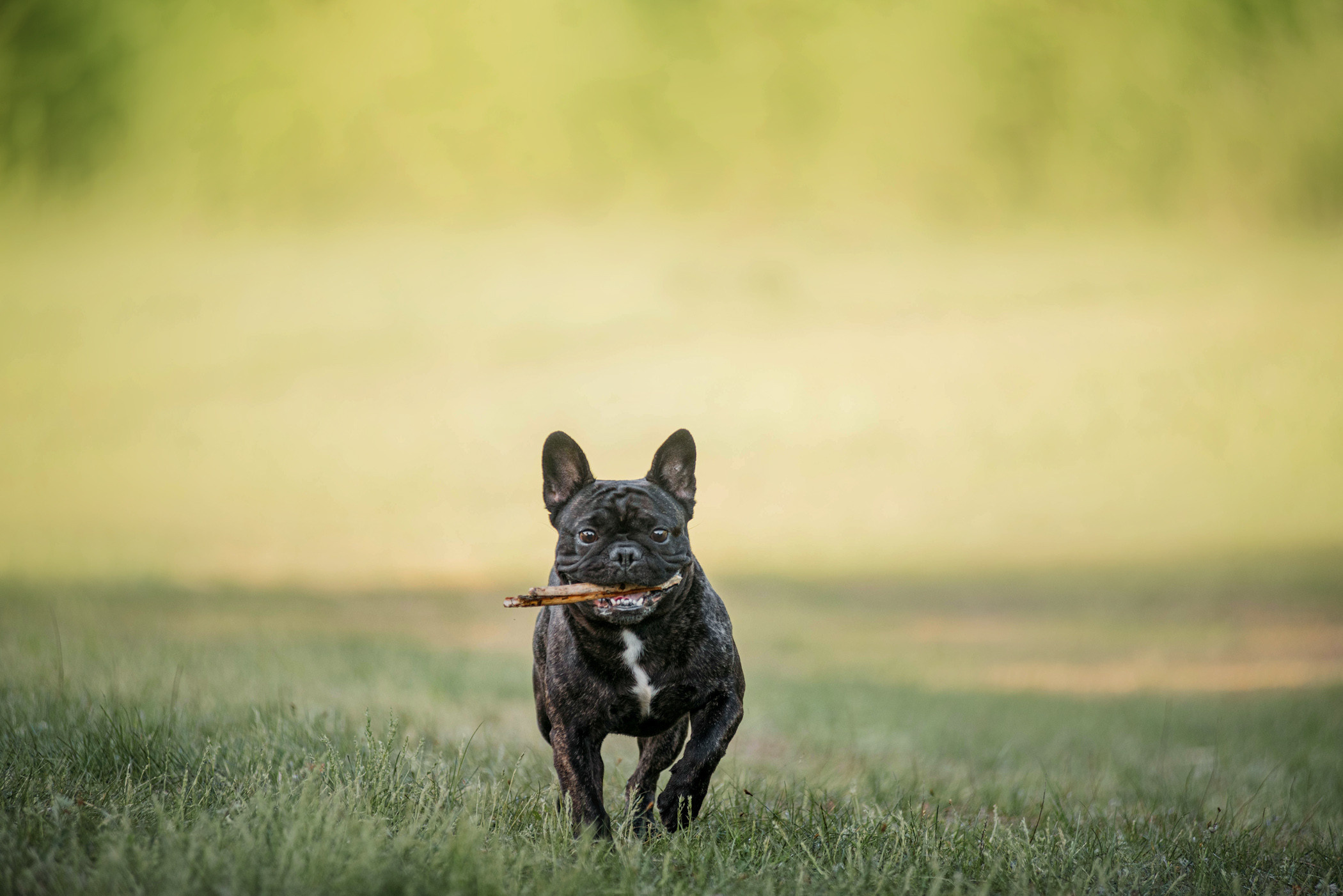 Французский бульдог Джоффри и его семья. Фотограф — анималист Саратов/Москва|Плужникова Юлия