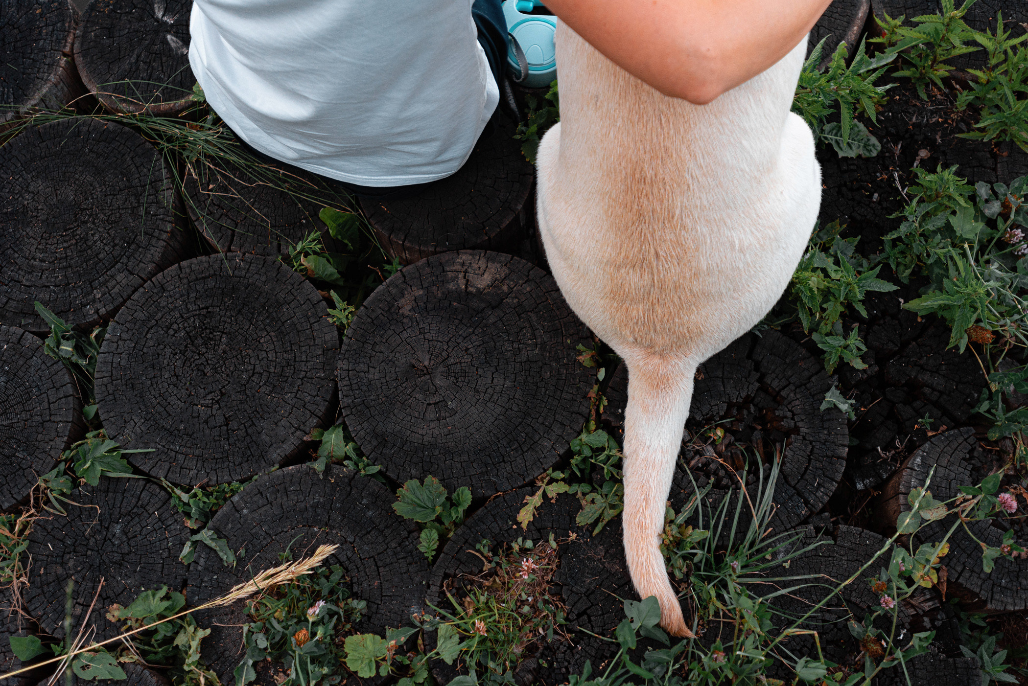 Зефирка и ее чудесная семья на летнем закате. Фотограф — анималист Саратов/Москва|Плужникова Юлия