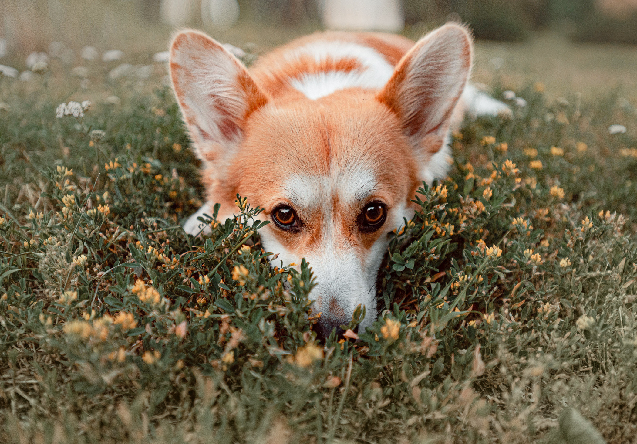 Ежа и Даша в Нескучном саду. Фотограф — анималист Саратов/Москва|Плужникова Юлия