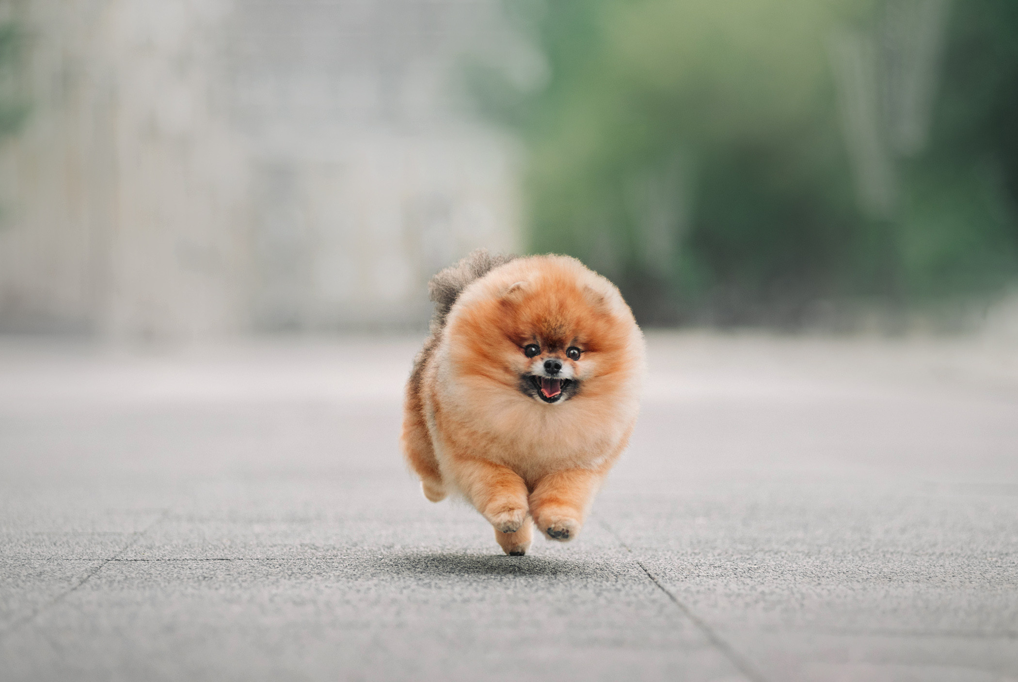 Ксюша и Шон. Фотограф — анималист Саратов/Москва|Плужникова Юлия