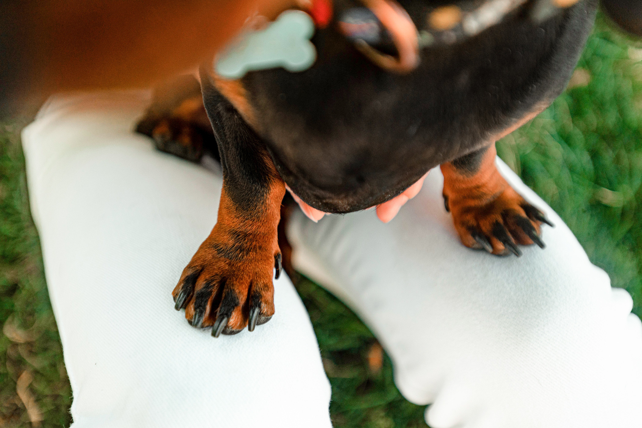 Малыш Гранд и его Таня на чистых прудах. Фотограф — анималист Саратов/Москва|Плужникова Юлия