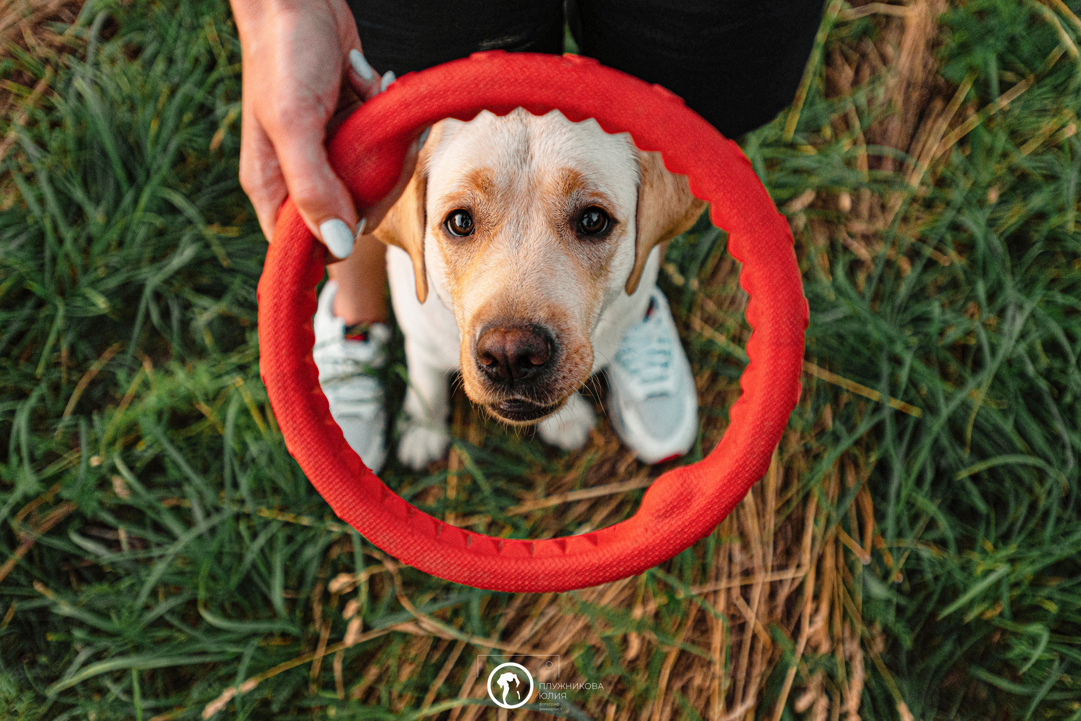 Зефирка и ее чудесная семья на летнем закате. Фотограф — анималист Саратов/Москва|Плужникова Юлия