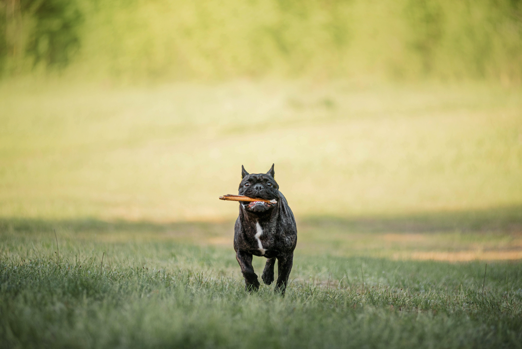 Французский бульдог Джоффри и его семья. Фотограф — анималист Саратов/Москва|Плужникова Юлия