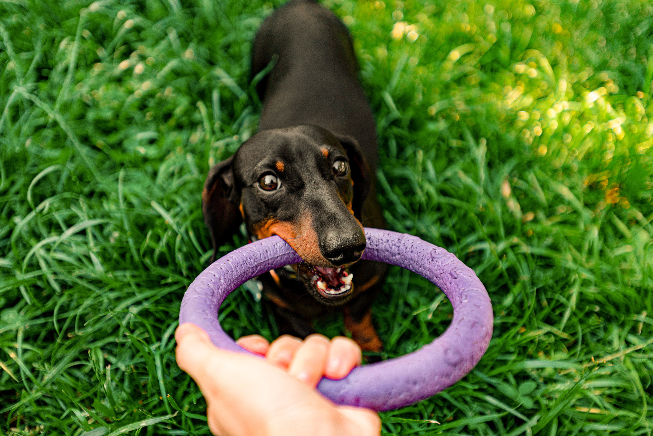 Малыш Гранд и его Таня на чистых прудах. Фотограф — анималист Саратов/Москва|Плужникова Юлия