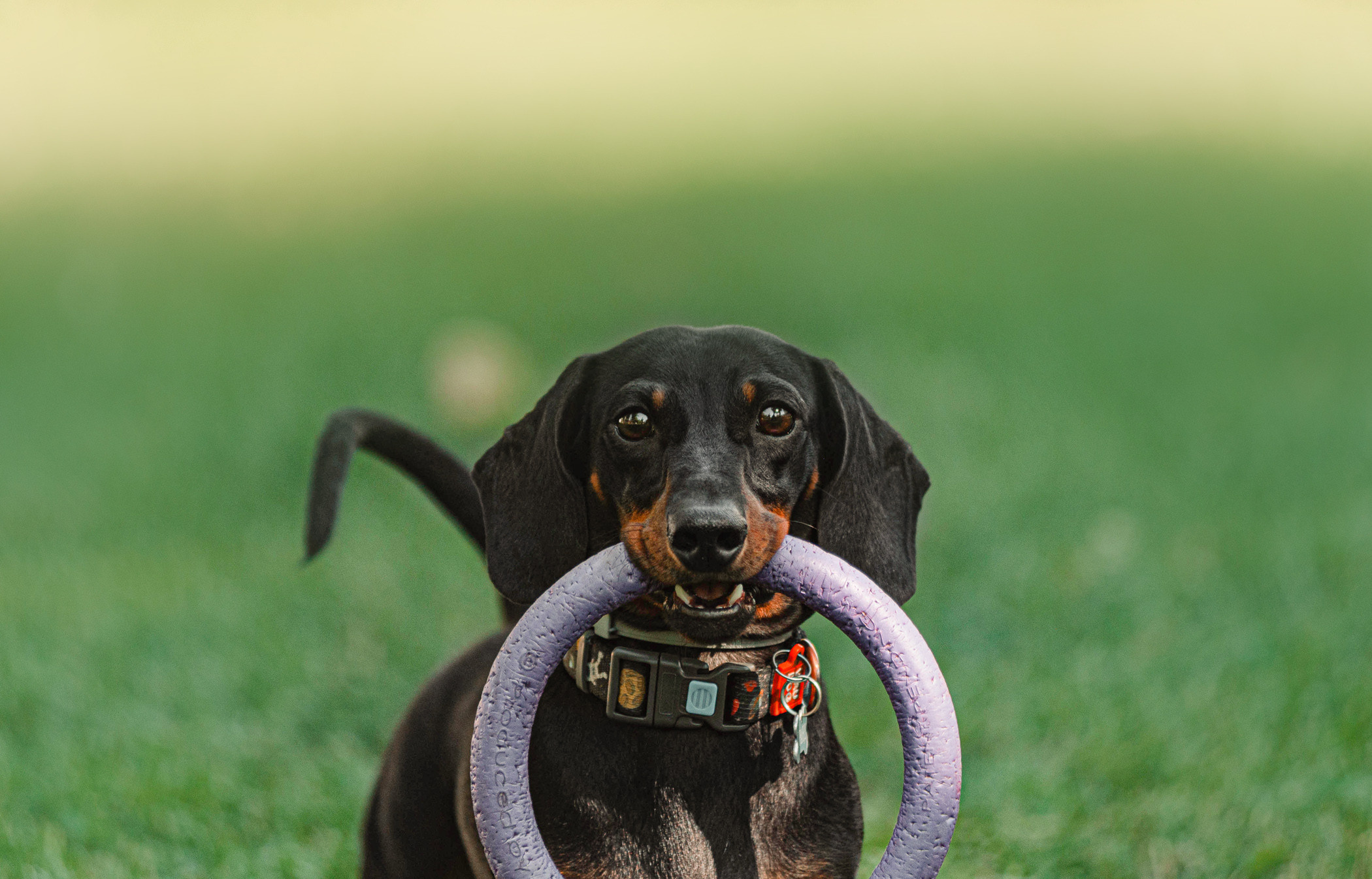Малыш Гранд и его Таня на чистых прудах. Фотограф — анималист Саратов/Москва|Плужникова Юлия
