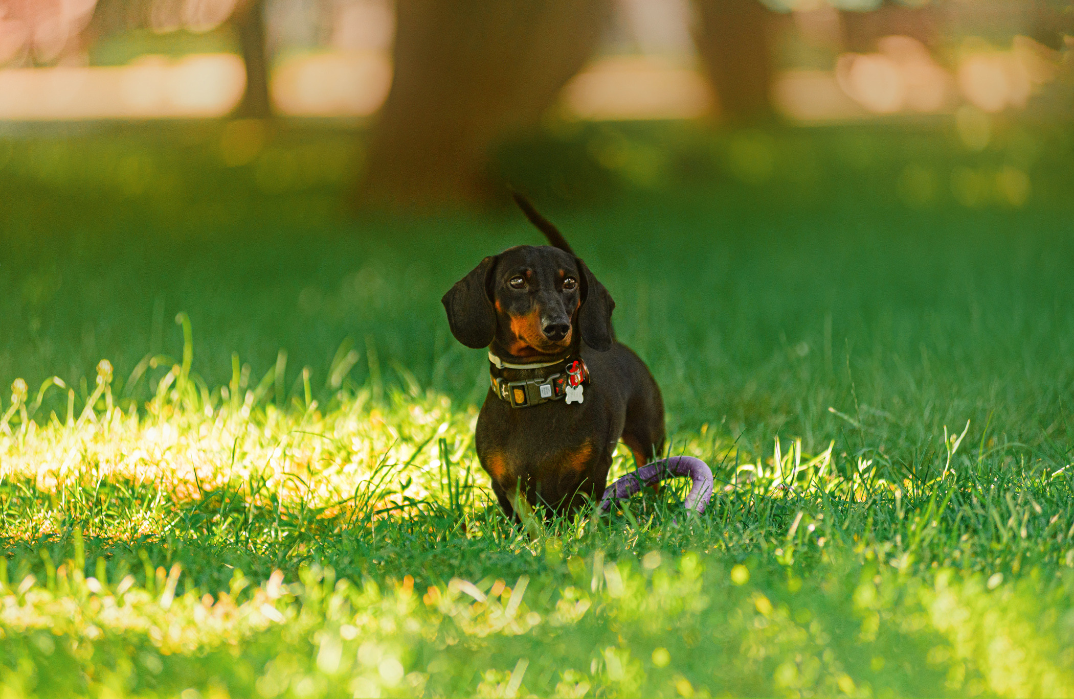 Малыш Гранд и его Таня на чистых прудах. Фотограф — анималист Саратов/Москва|Плужникова Юлия