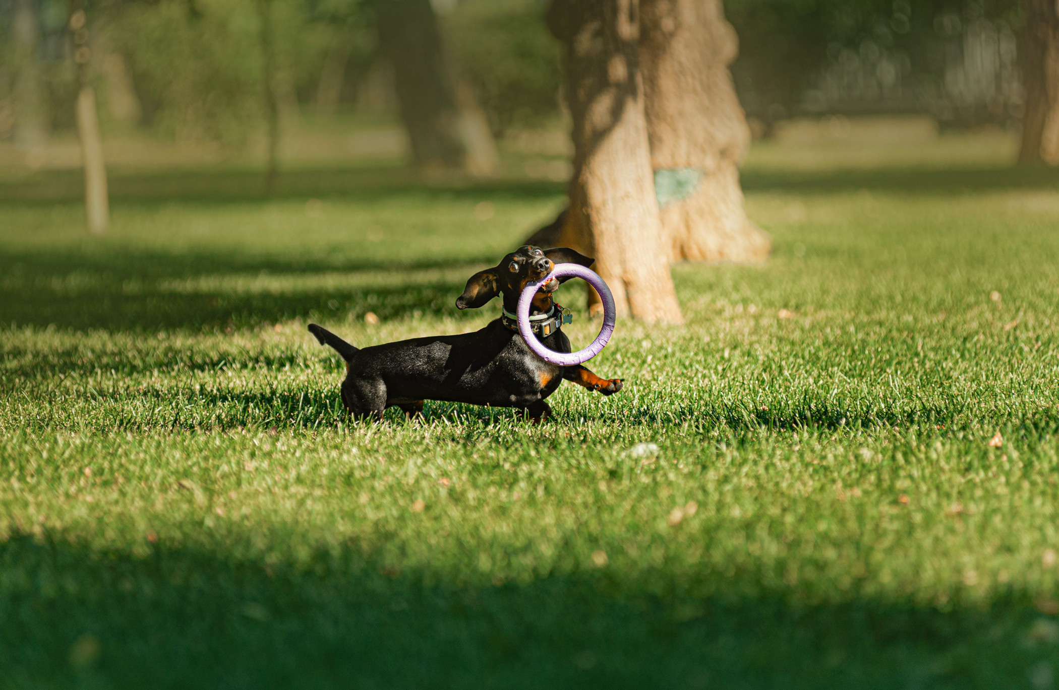 Малыш Гранд и его Таня на чистых прудах. Фотограф — анималист Саратов/Москва|Плужникова Юлия