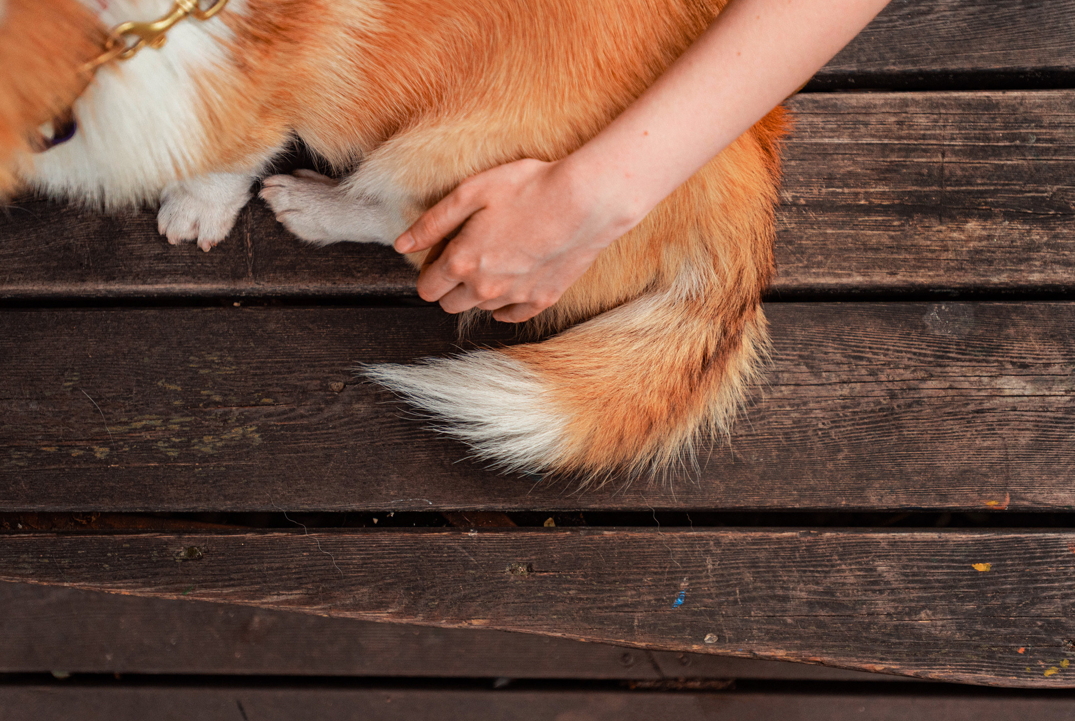 Ежа и Даша в Нескучном саду. Фотограф — анималист Саратов/Москва|Плужникова Юлия